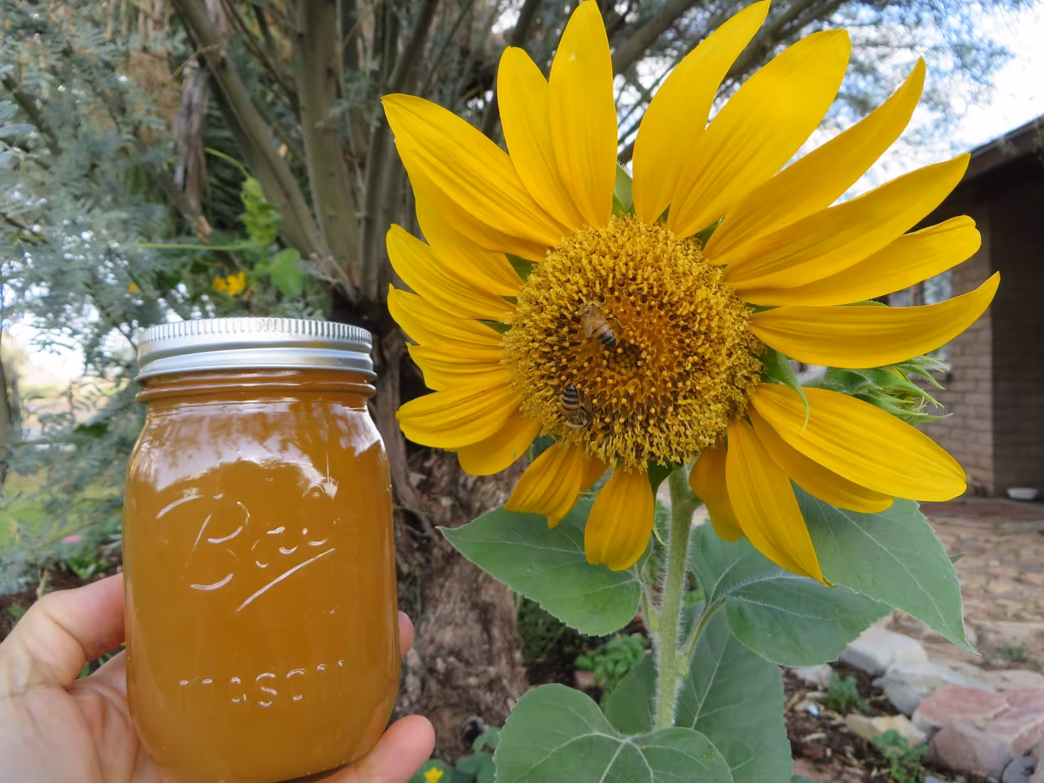 SunFlower & TT Ranch Organic Desert Honey