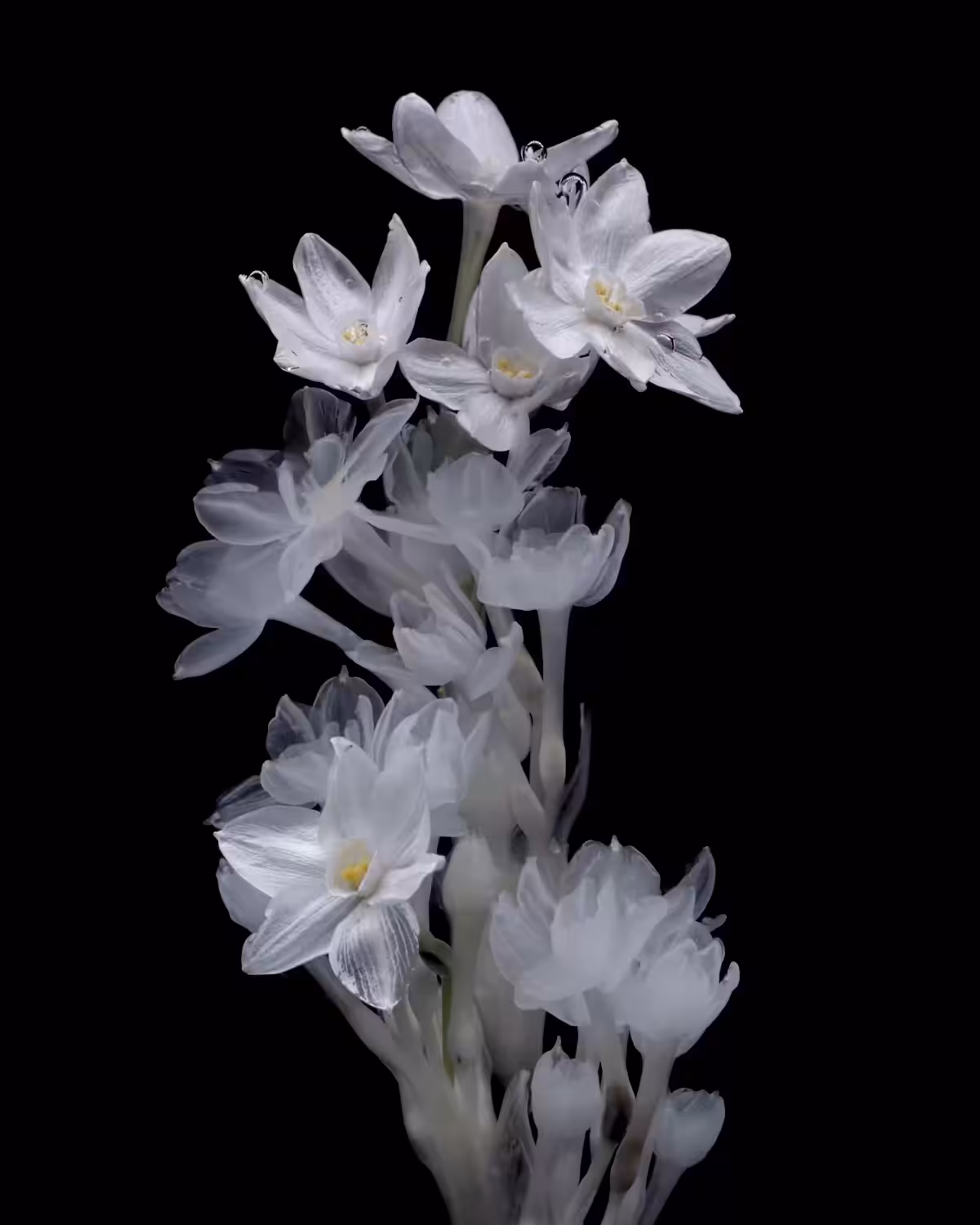 Narcissus