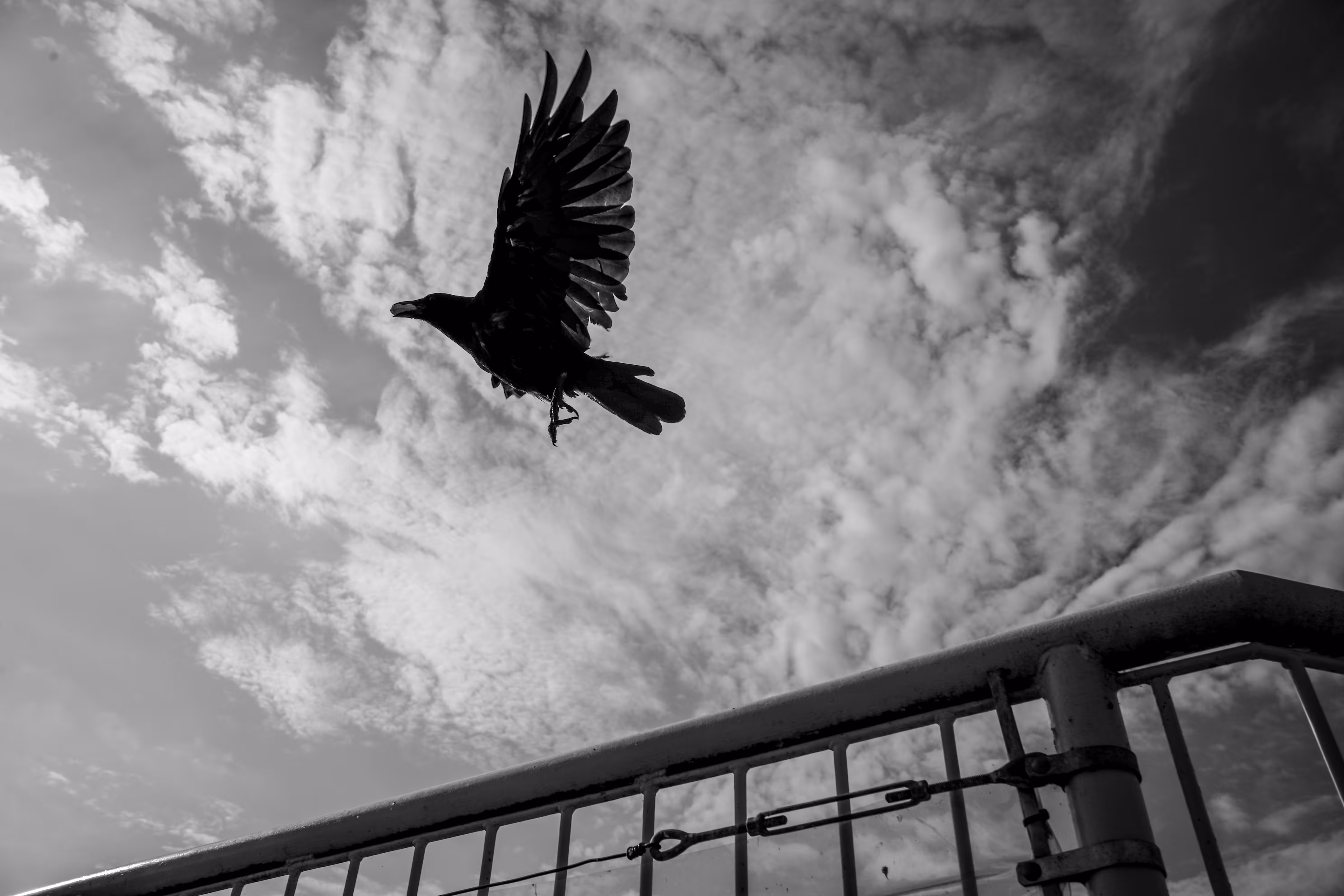 Crow Friends Friends