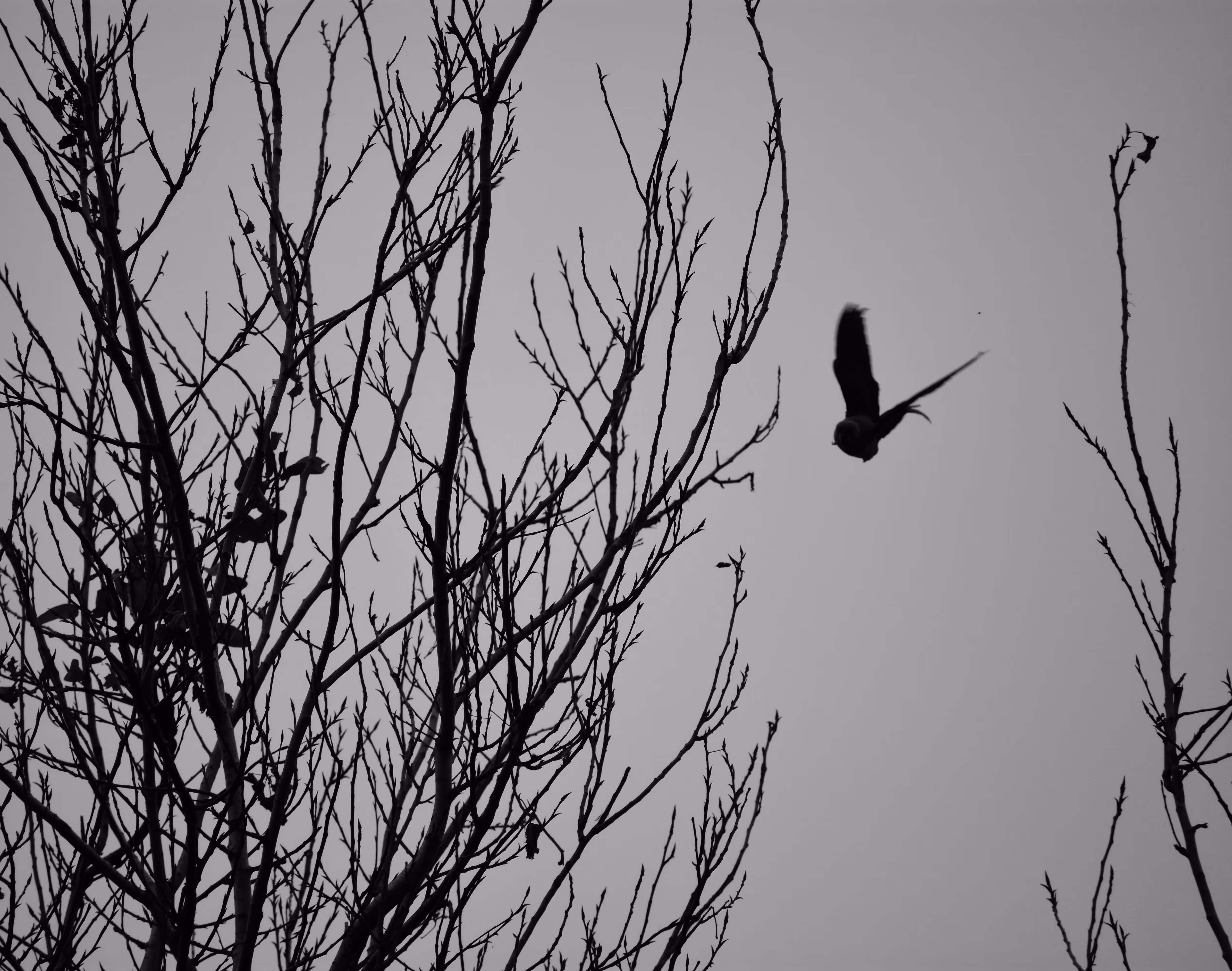The First Flight