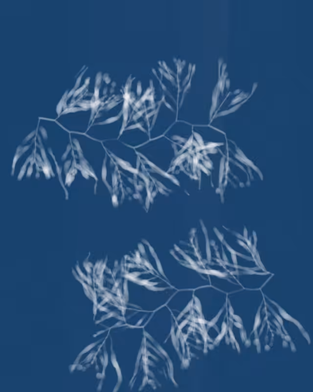 Cyanotypes #62
