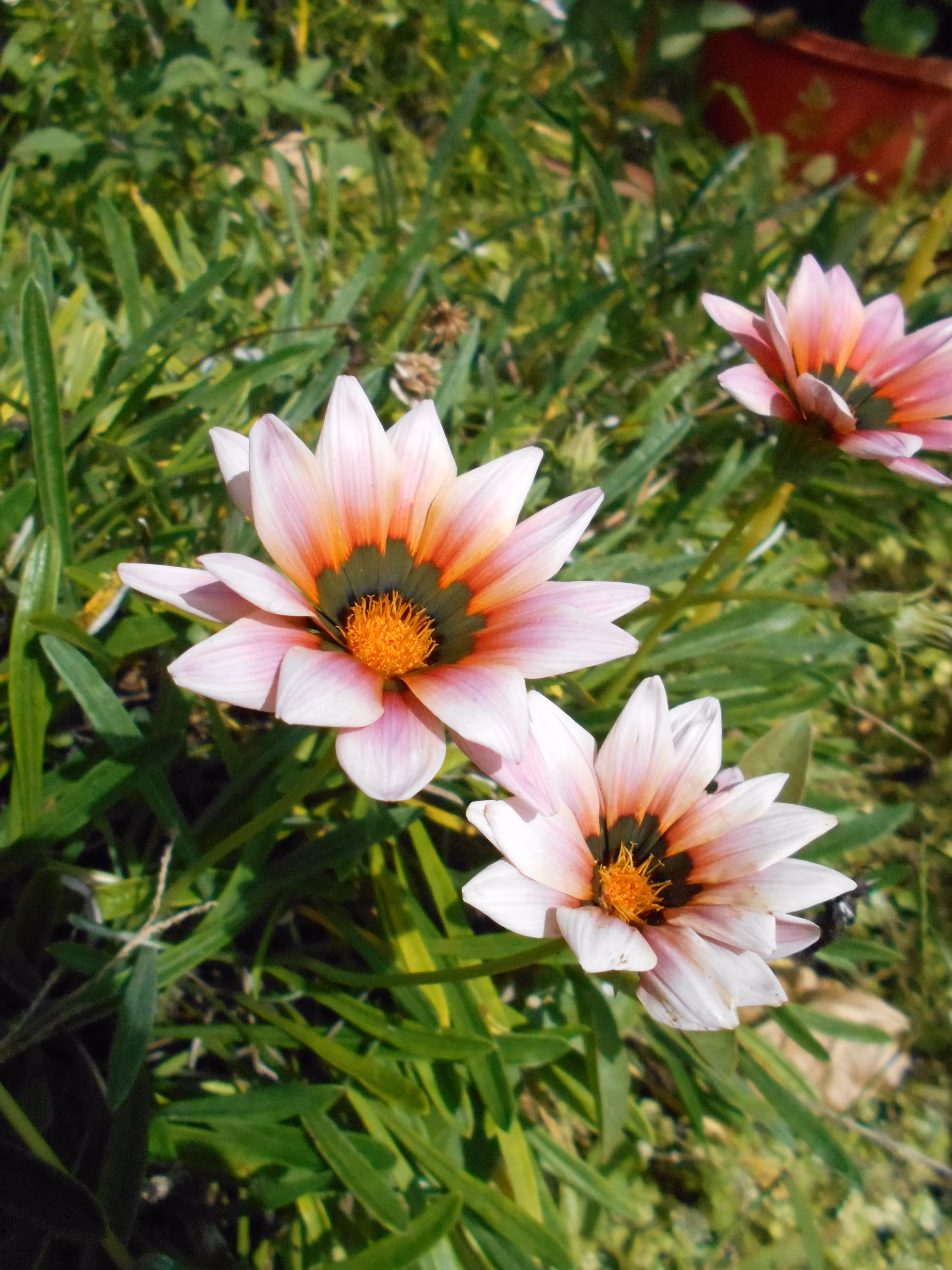 Treasure Flower
