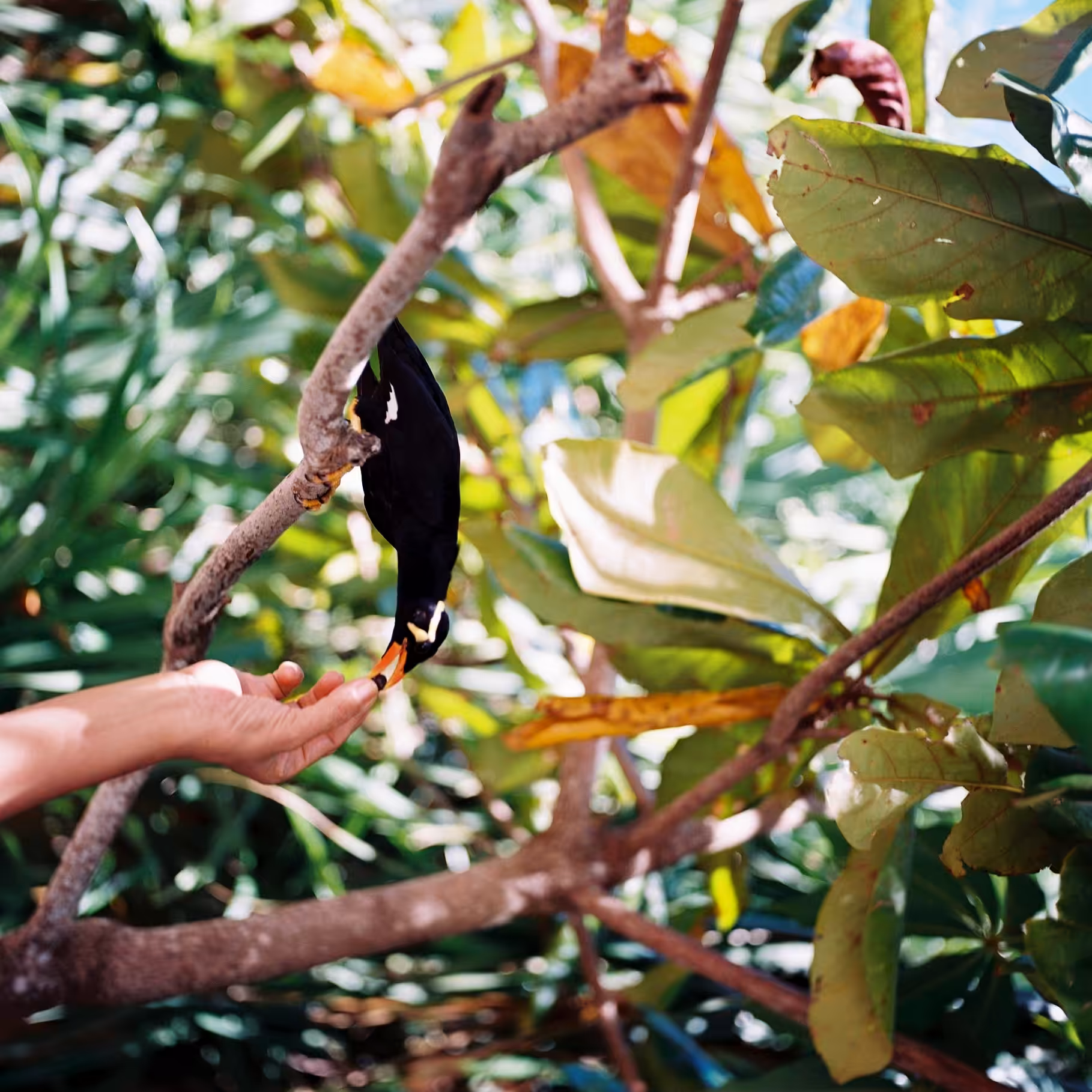Island Bird