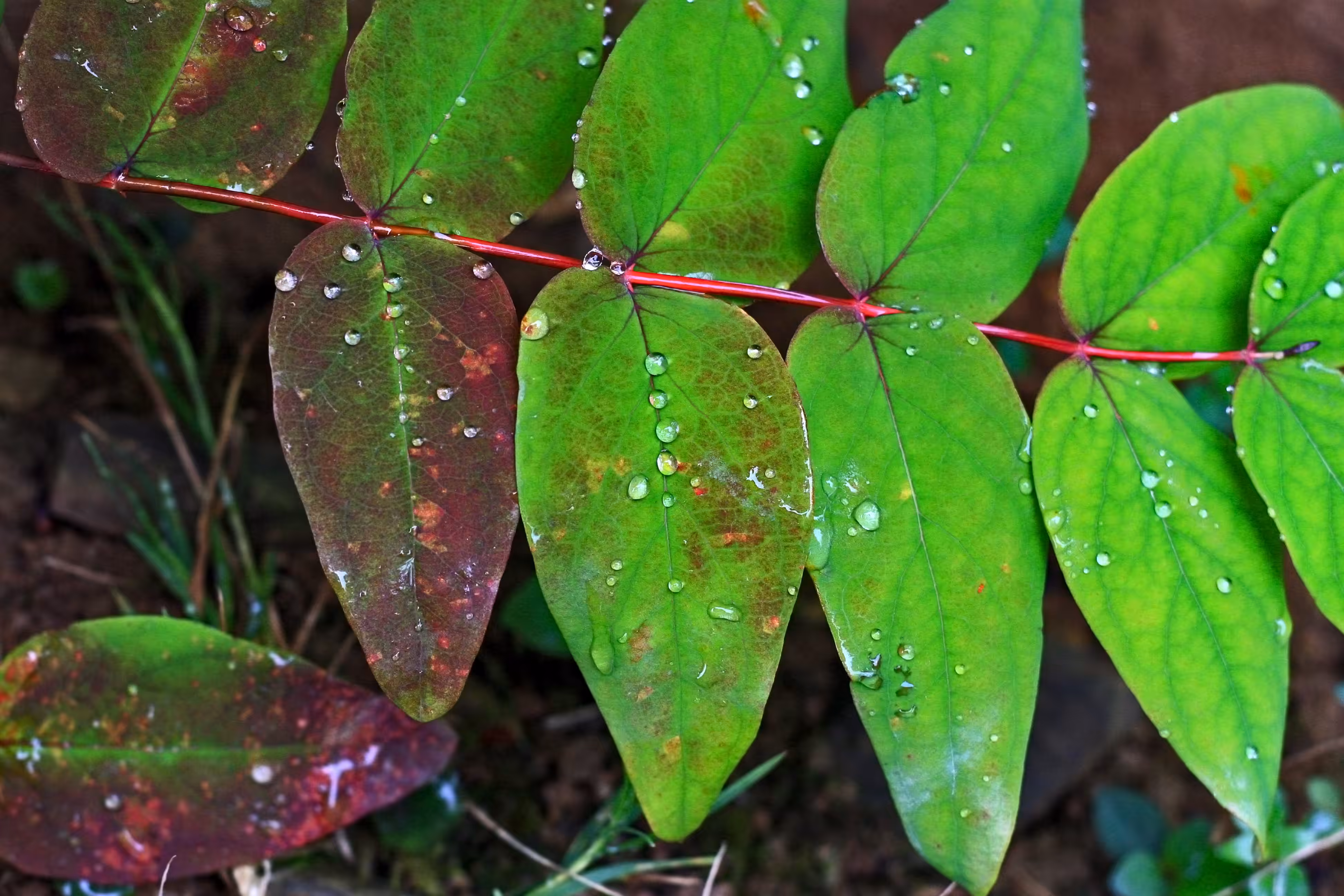 Dew of heaven
