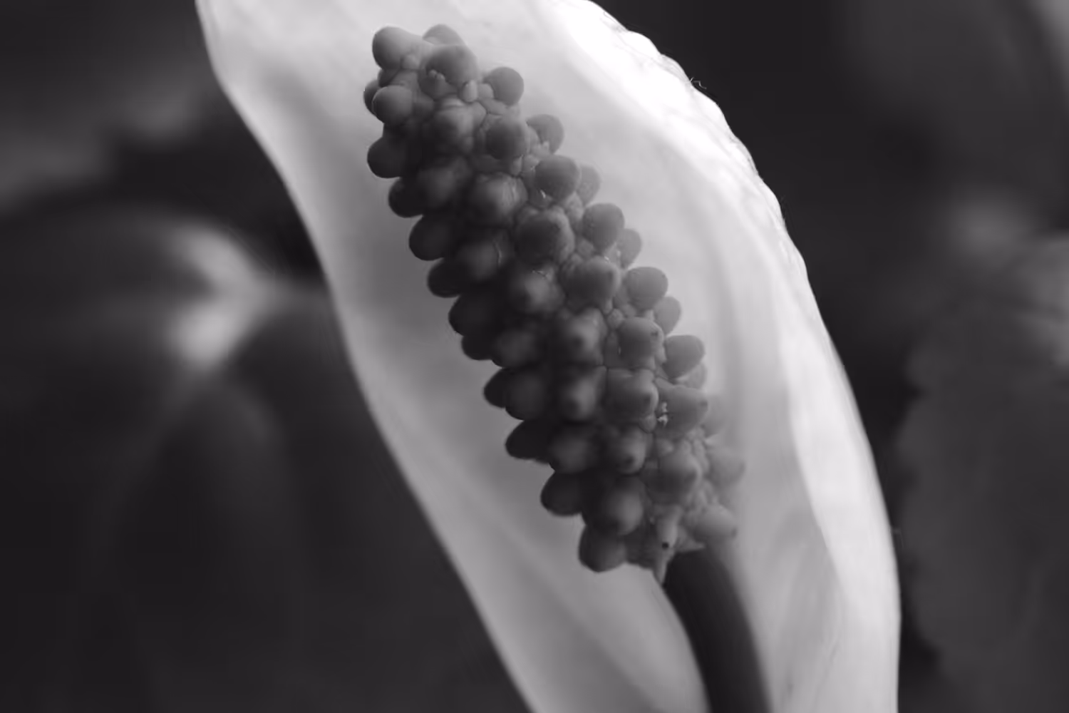 Peace Lily