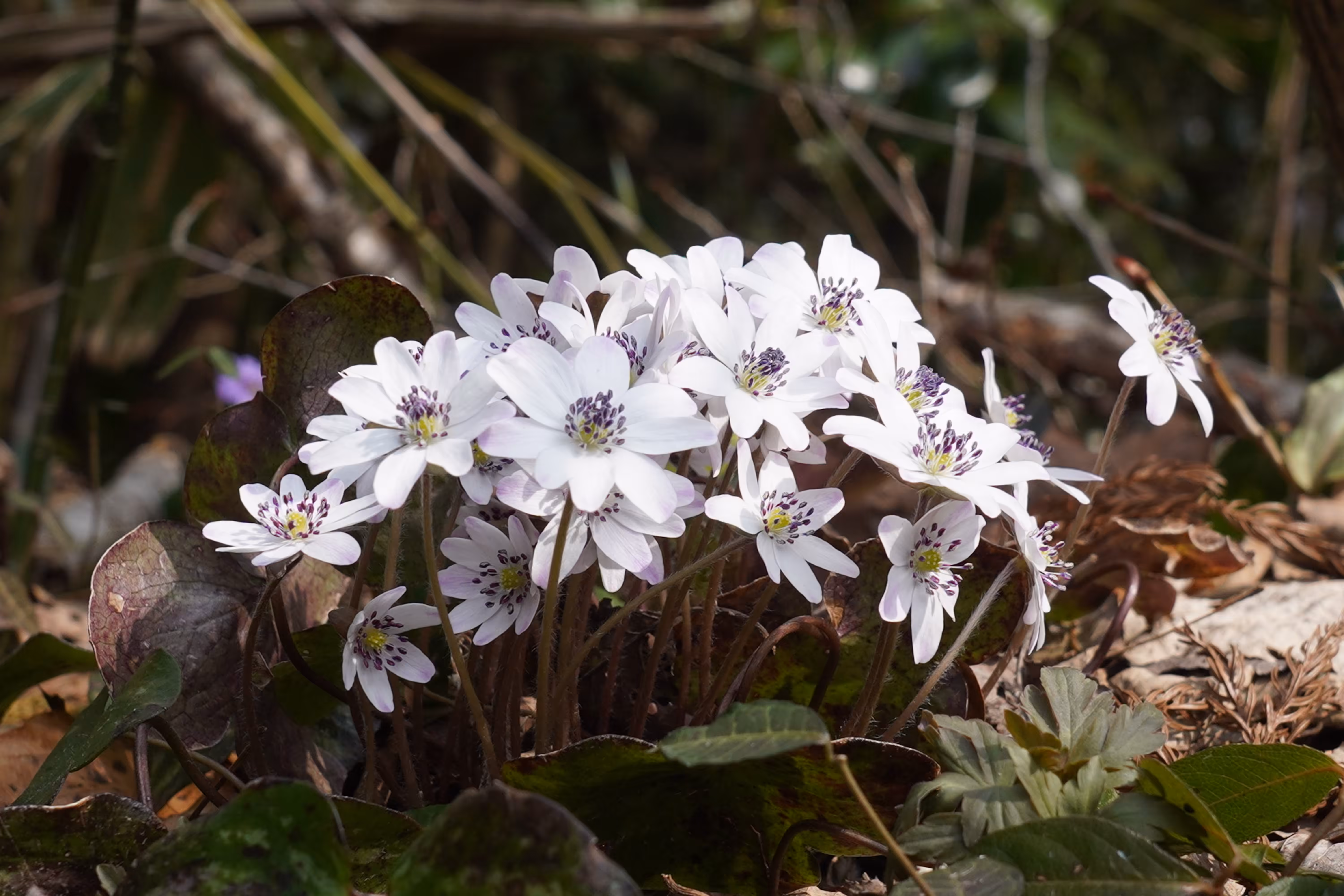 O-misumisou heralds the arrival of spring 