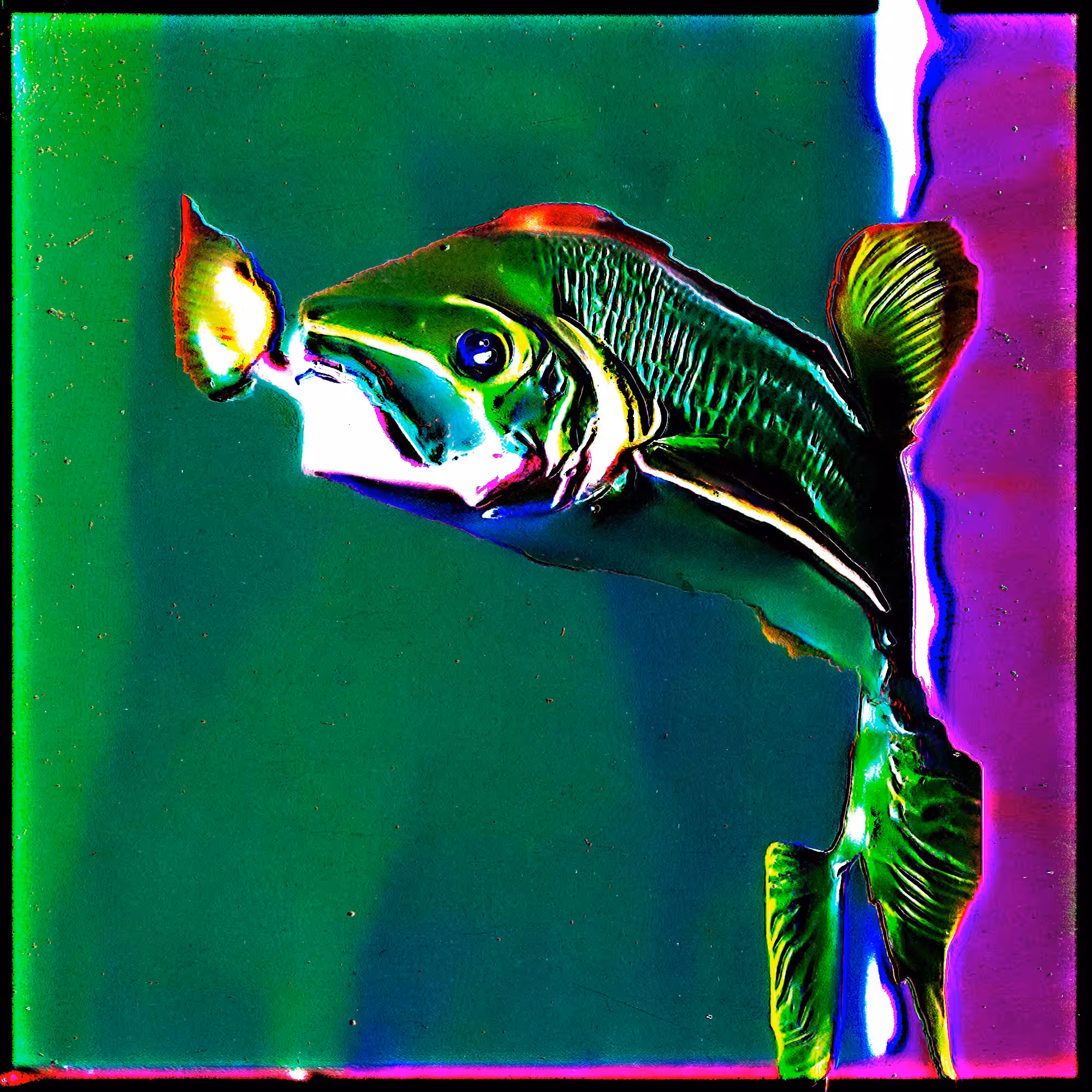 Vorticelamis caecus (59)