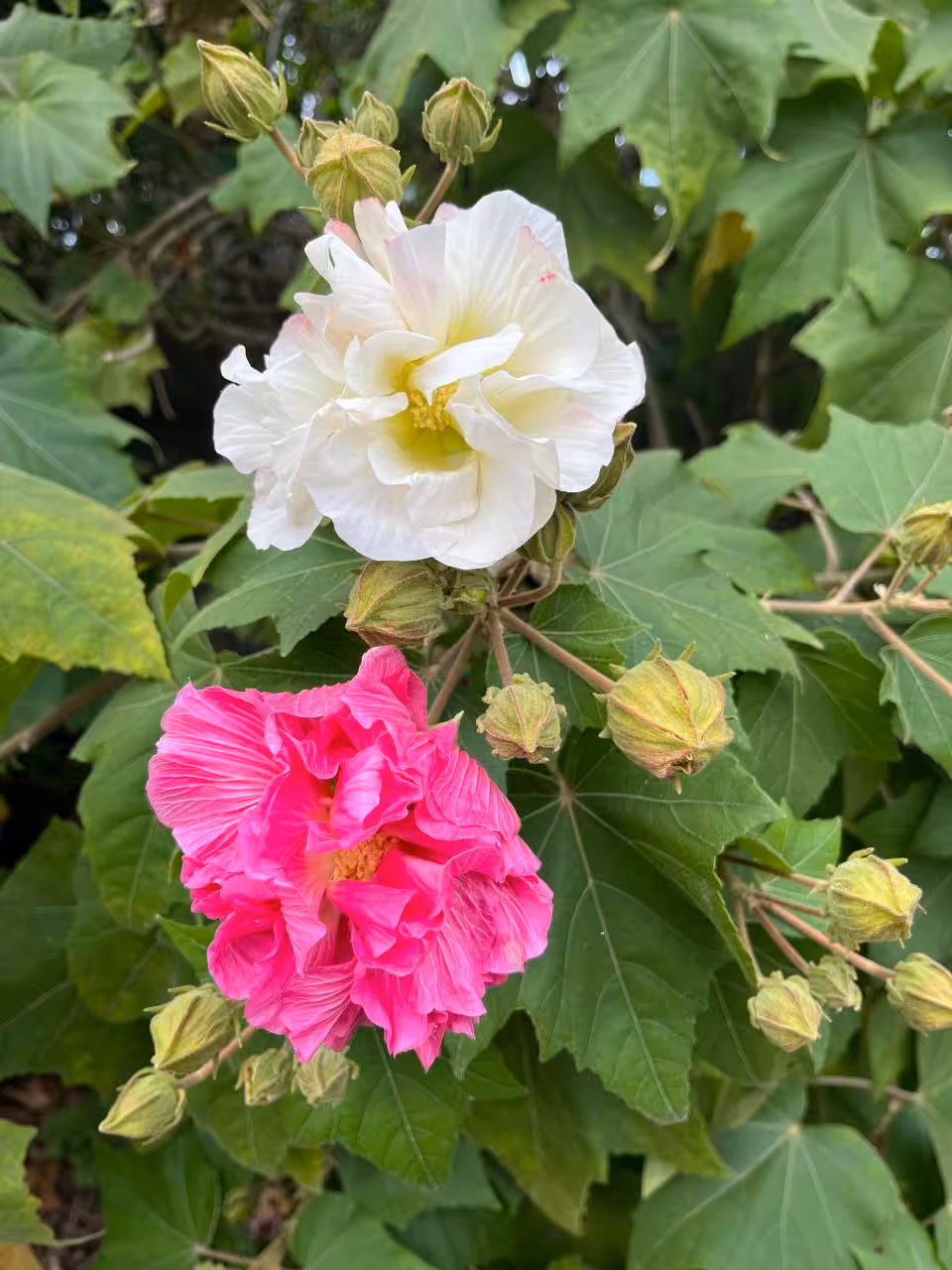The moments: pink and white