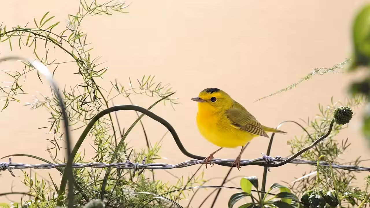 Birds Observations: Comet, In the Tangle