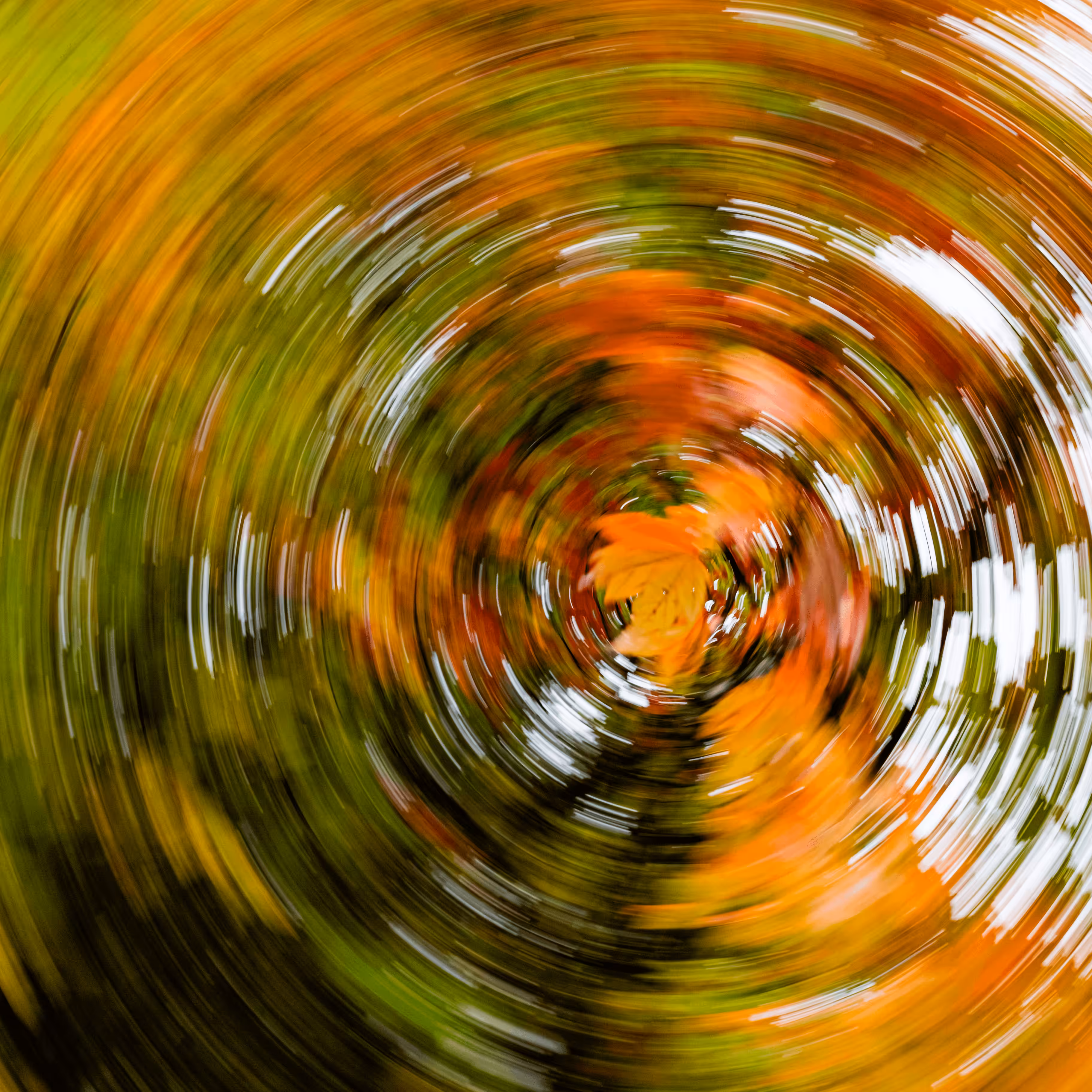 Tree Rings #20
