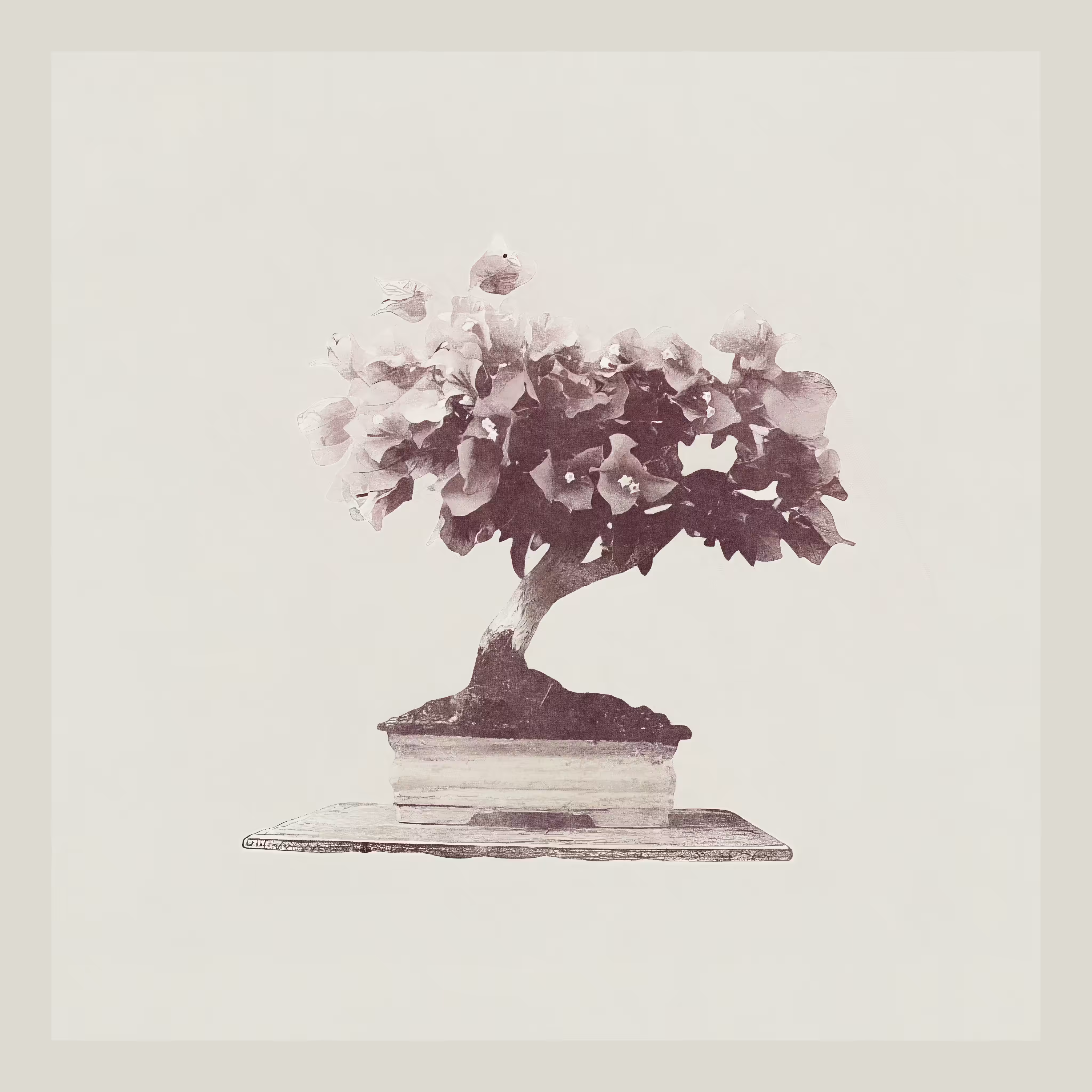 generative Bougainvillea Globra Bonzai tree