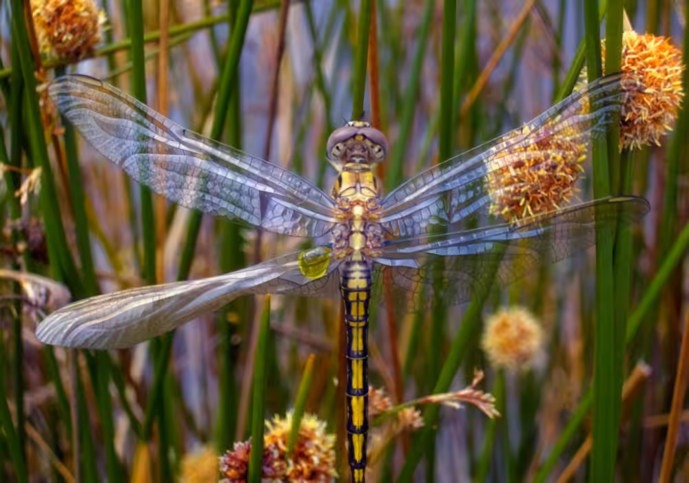 Fly up like a 'Light Bearer'