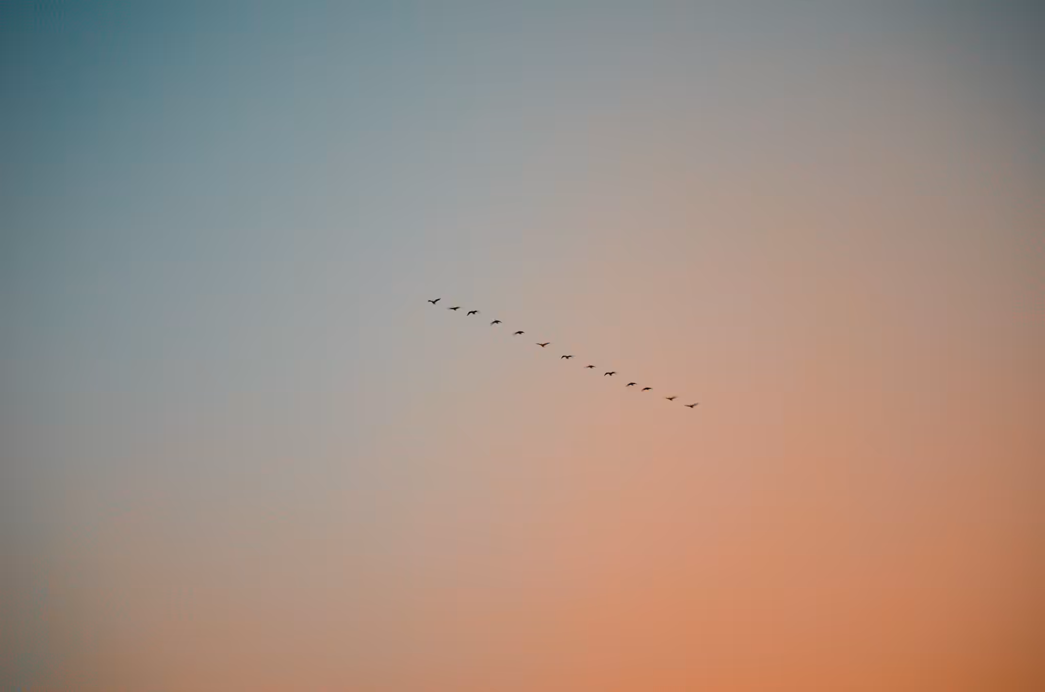 Soaring Through Skies