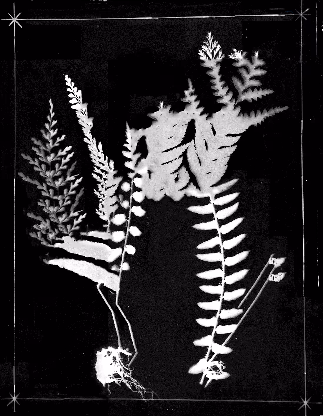 Metafern [o]