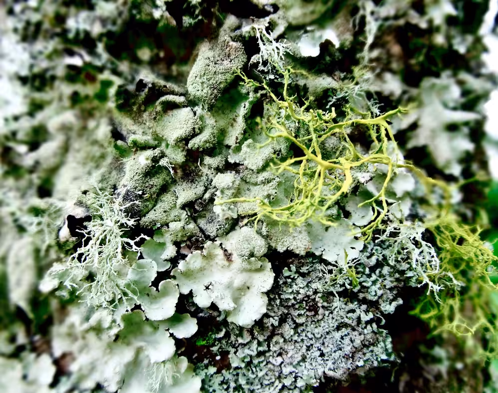 Lichen