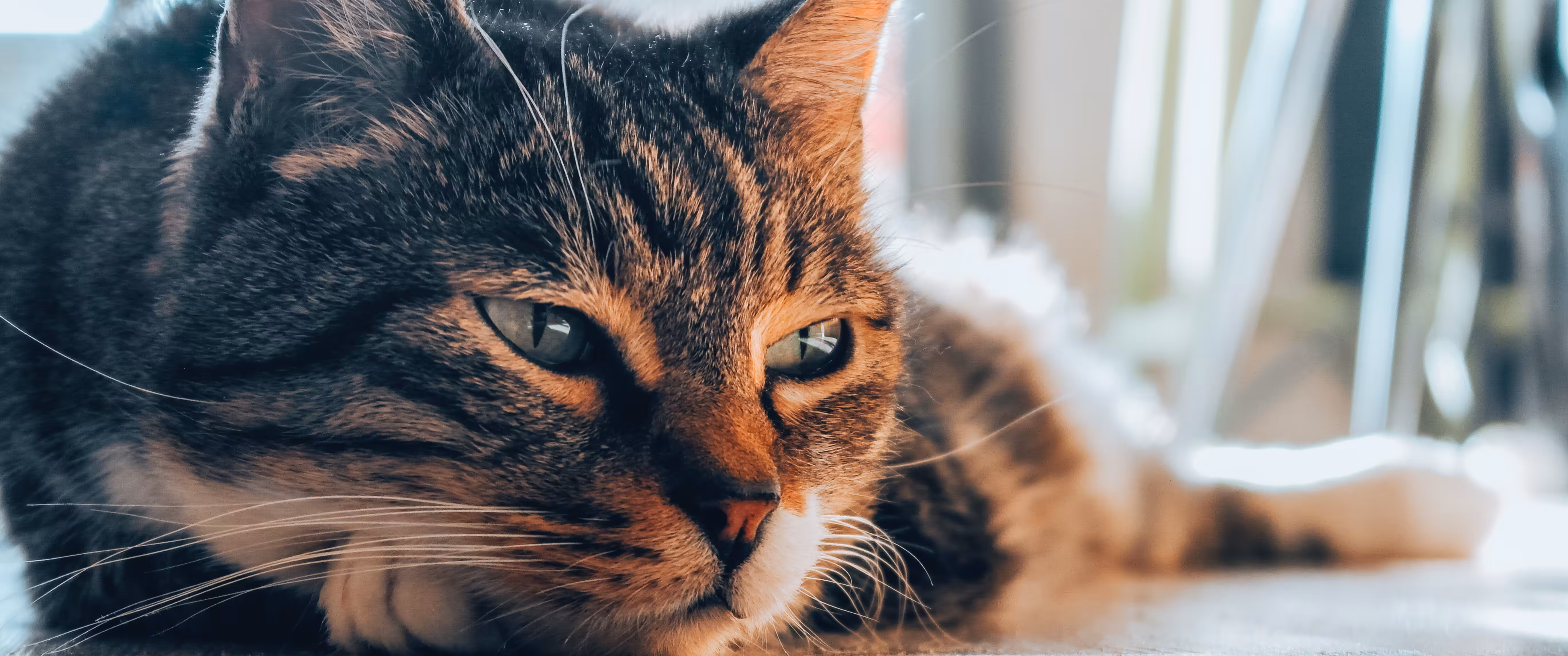 Cinematic Eyes II: Mr. Bruce