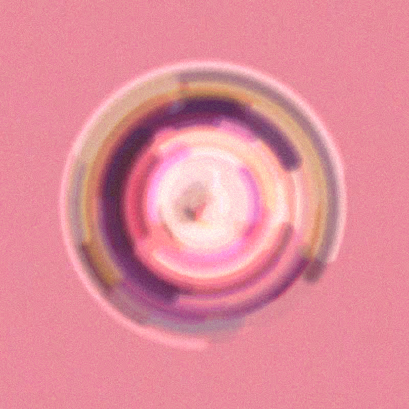 Wisp #130