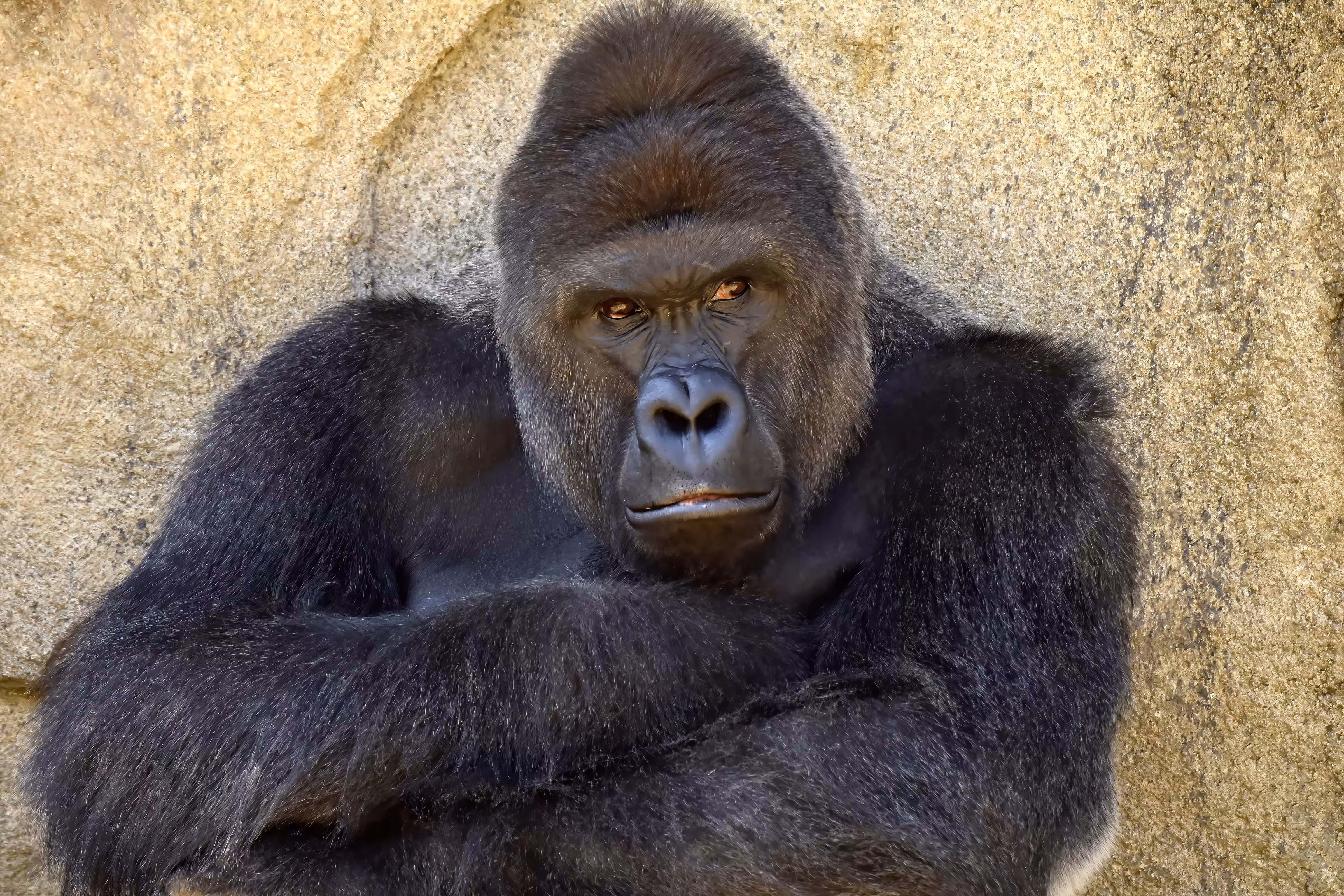 LEGENDS: HARAMBE: LEGENDS #595