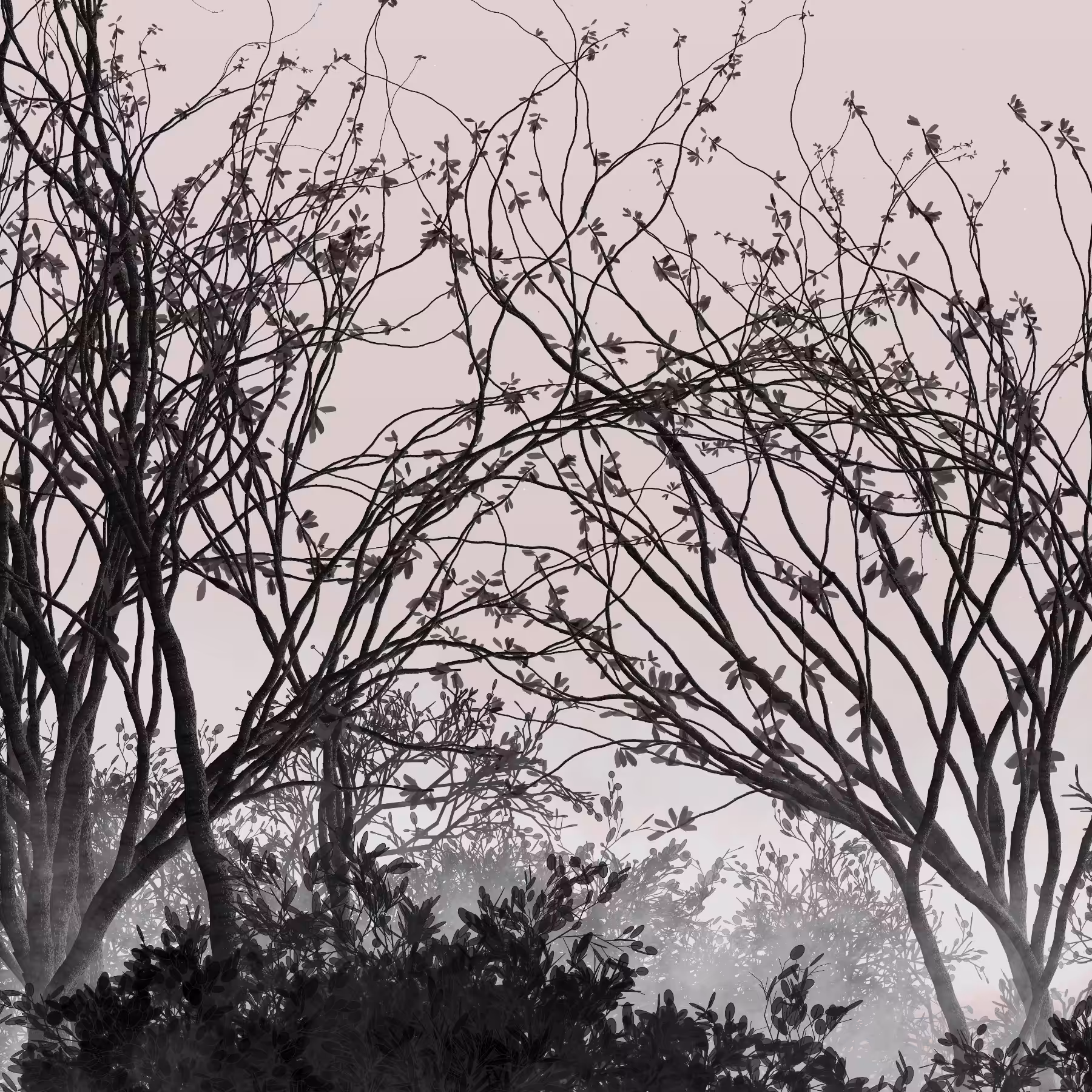 Morning Mist #230