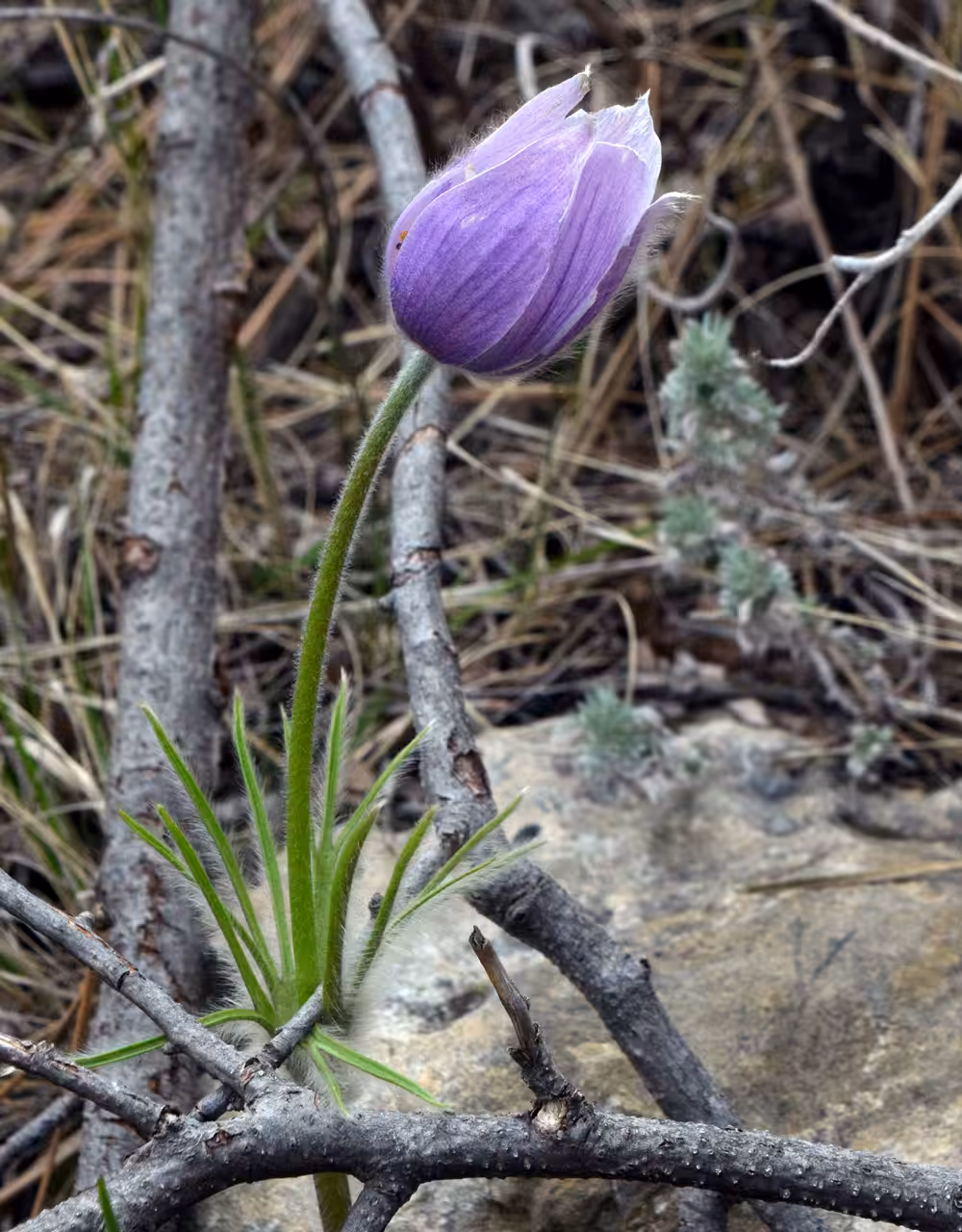Vernal Equinox