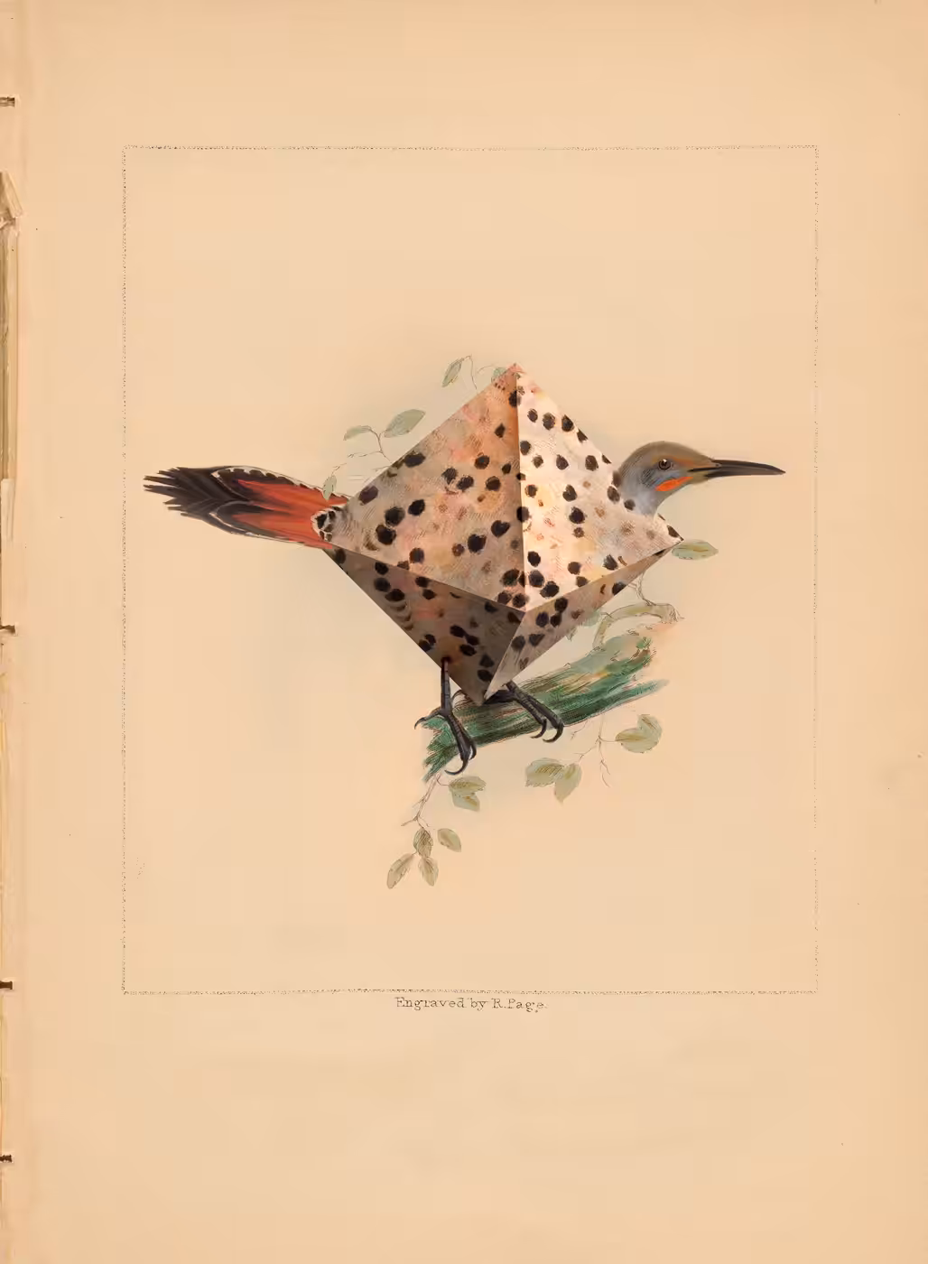 animalis polyedae IV