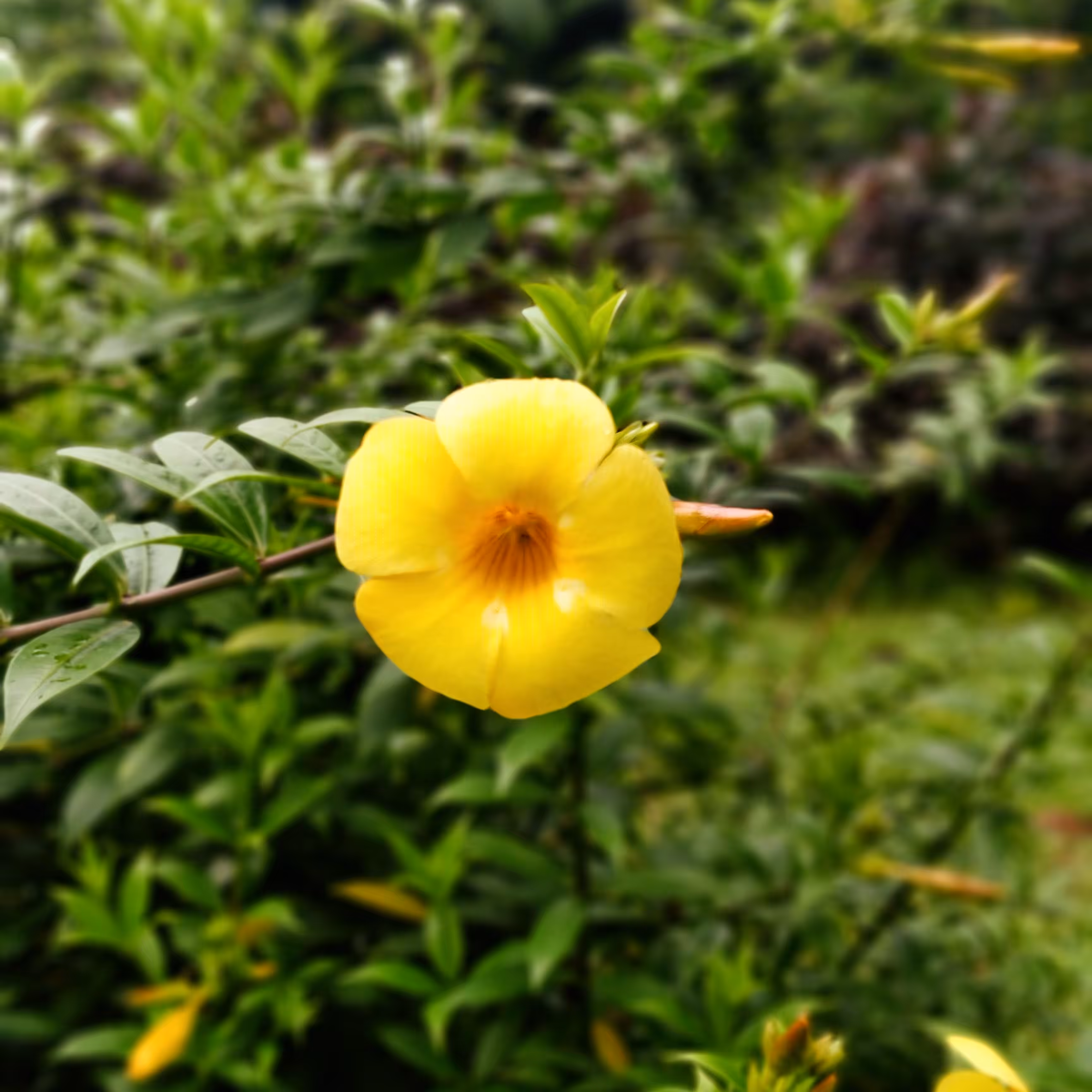 Bloom