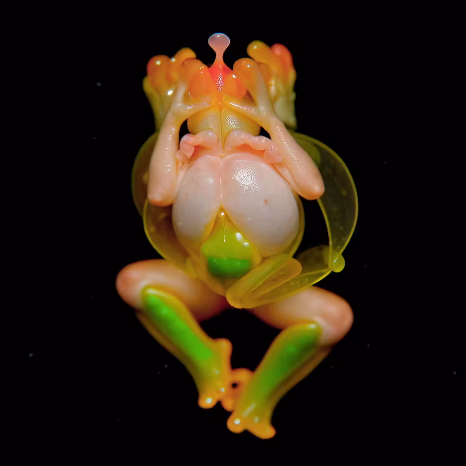 Oculis Tegens Anura