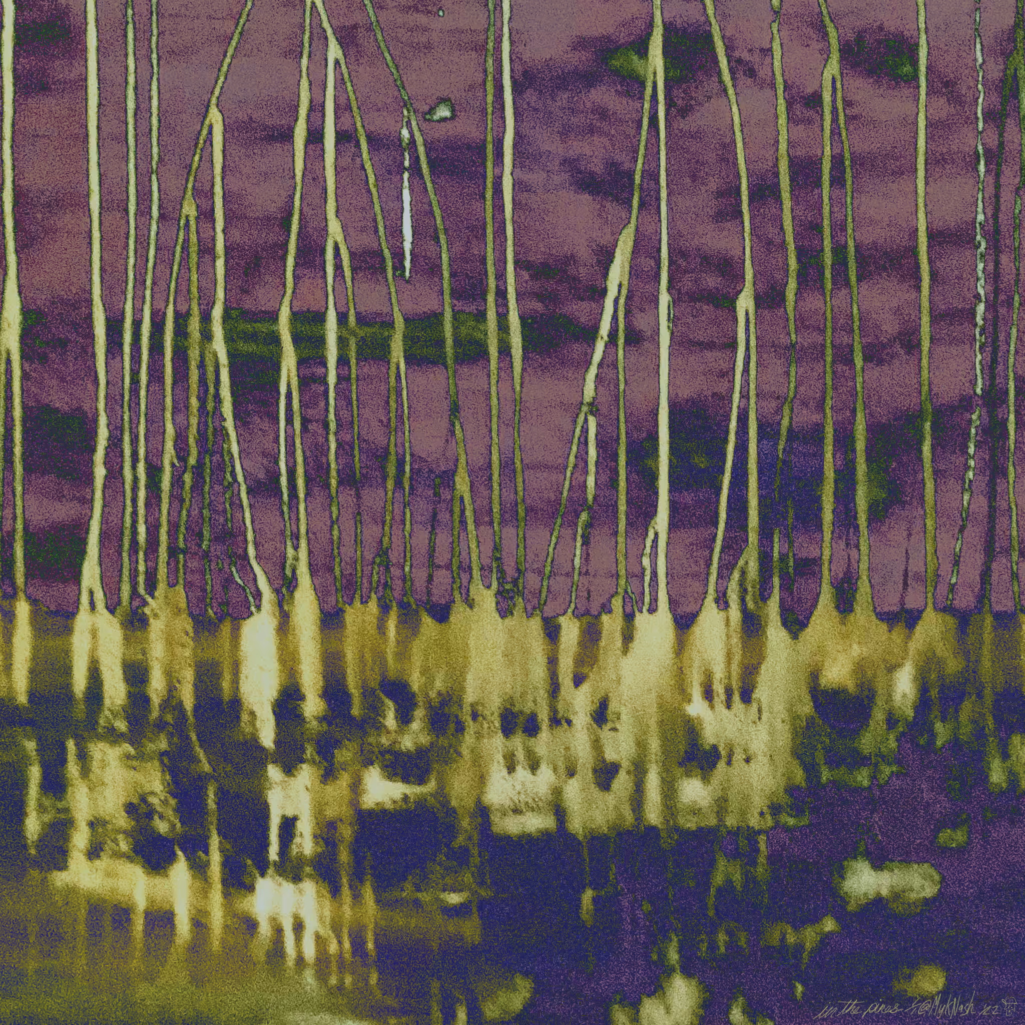 in the pines 