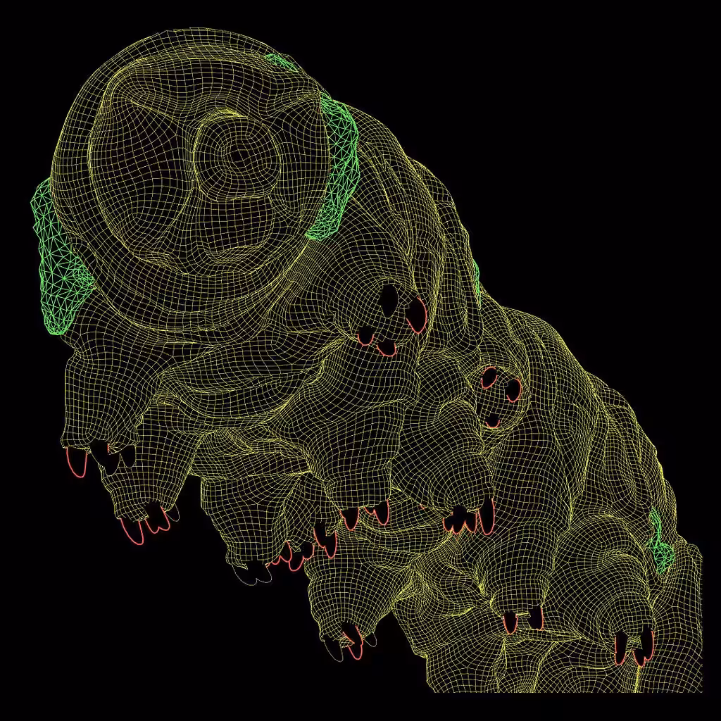 Tardigrade portrait