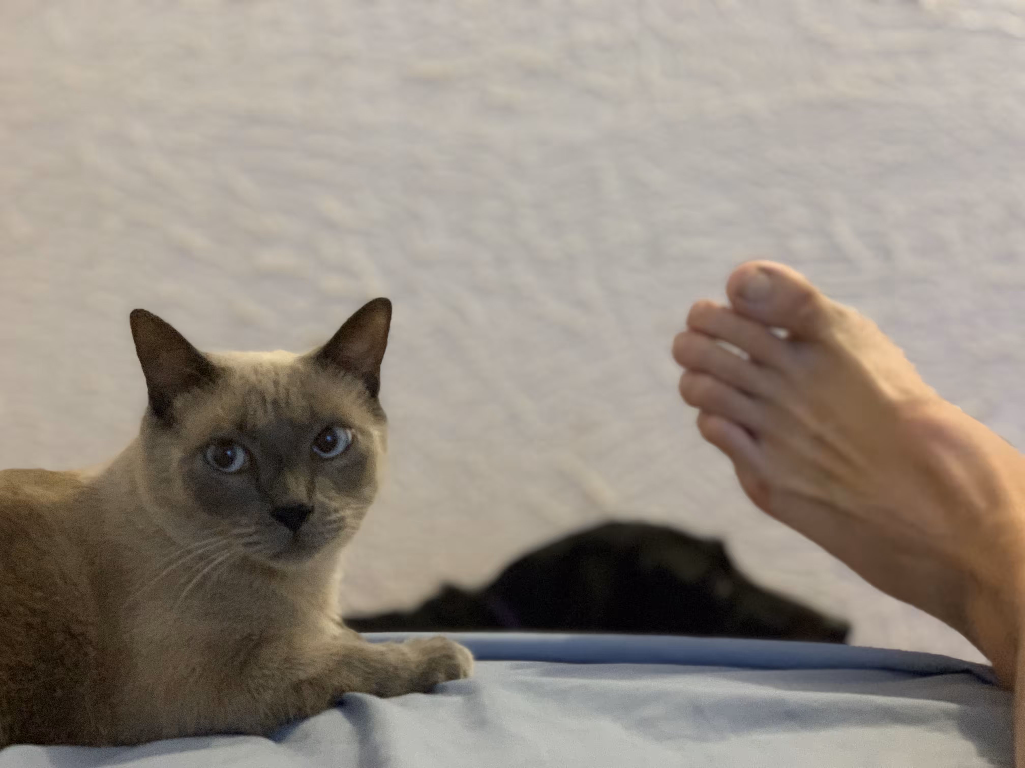 Catlovers