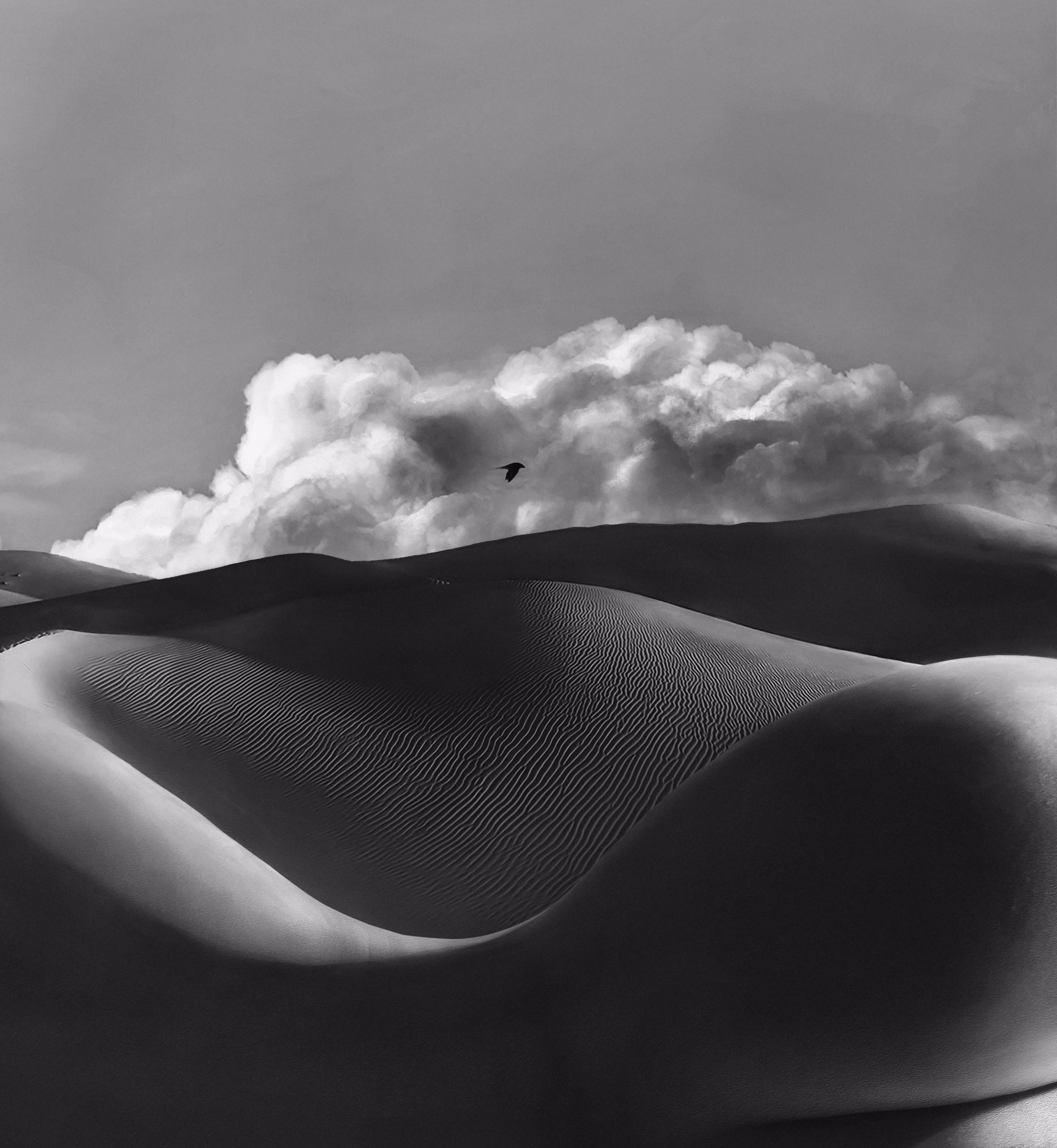 A Lone Bird