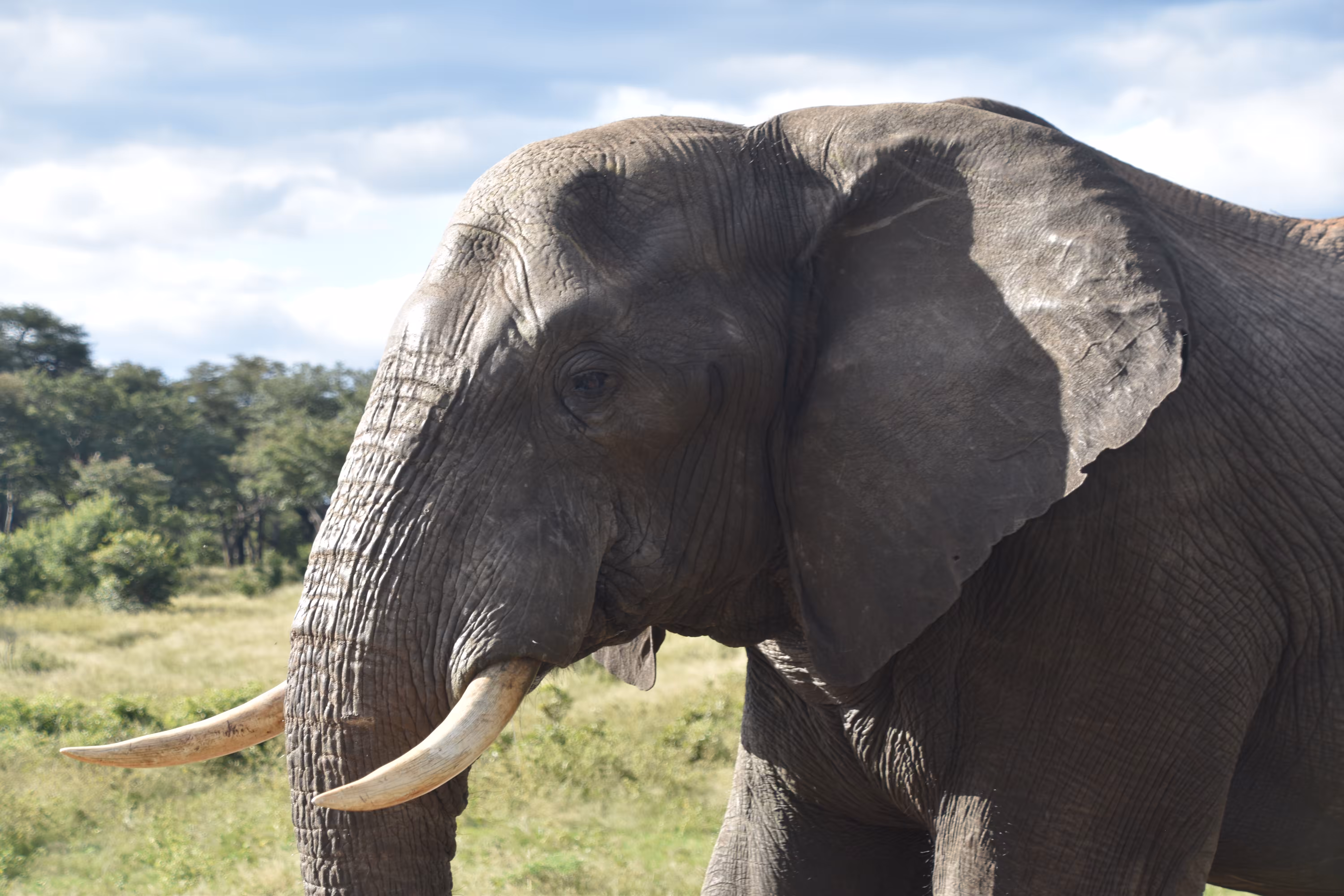 Wildlife in Africa: taking a pause from drinking water to pose for the camera