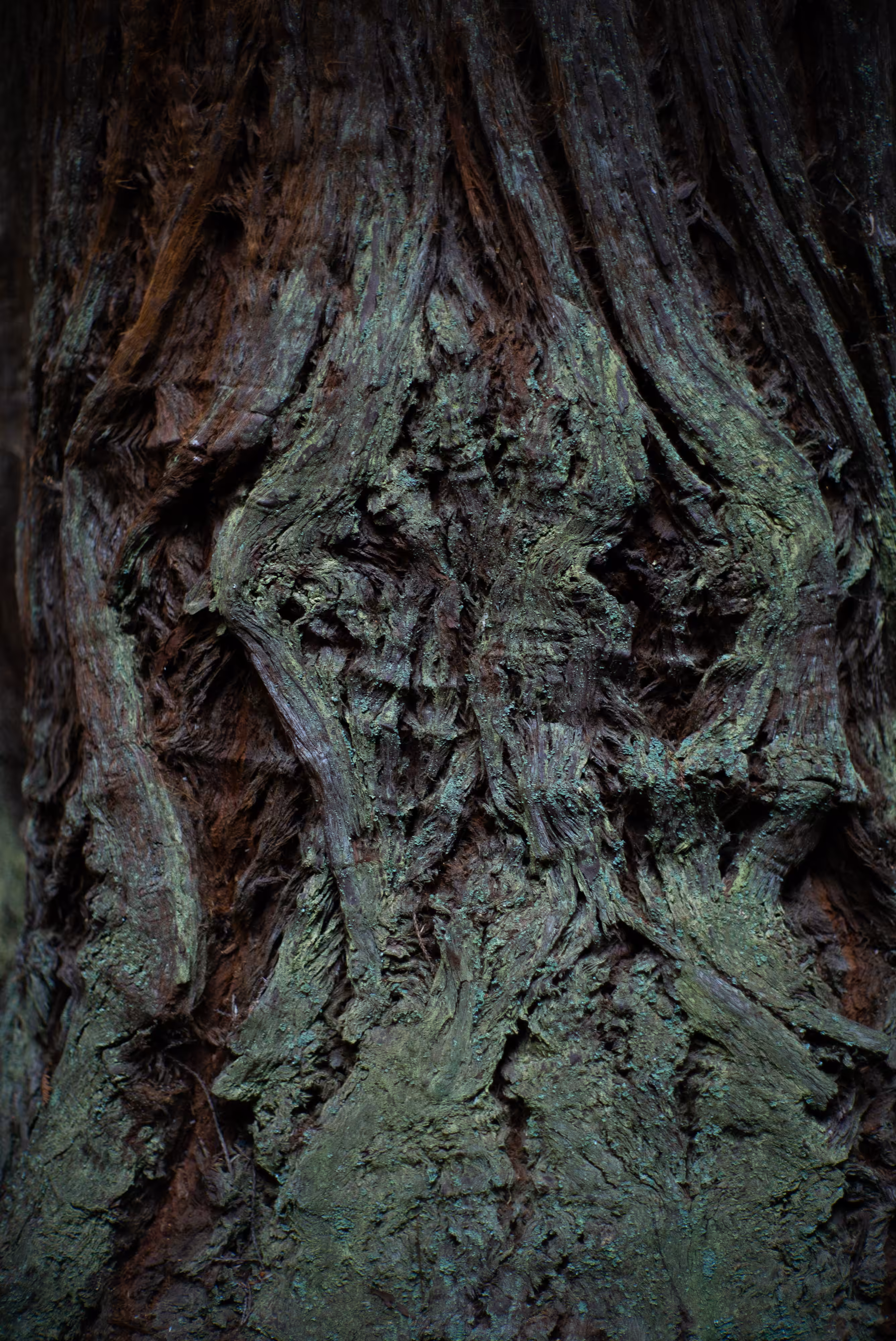 Poetree: Cool Shade