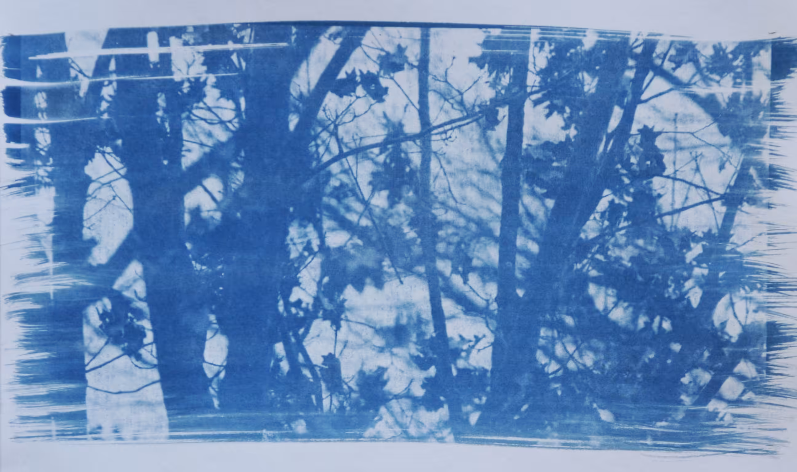 blue branches