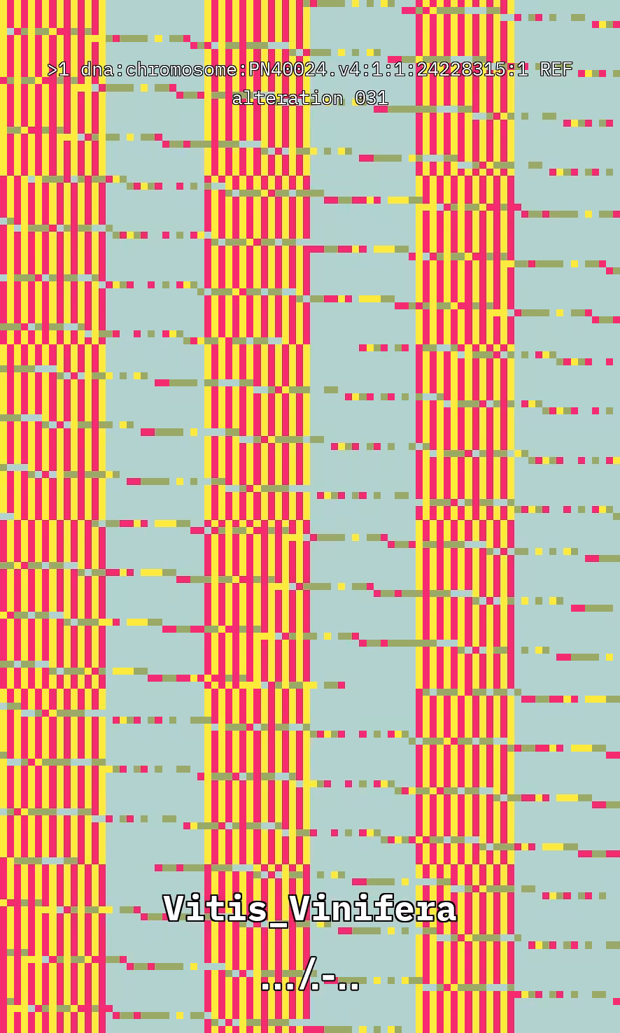 Vitis DNA Alteration #31