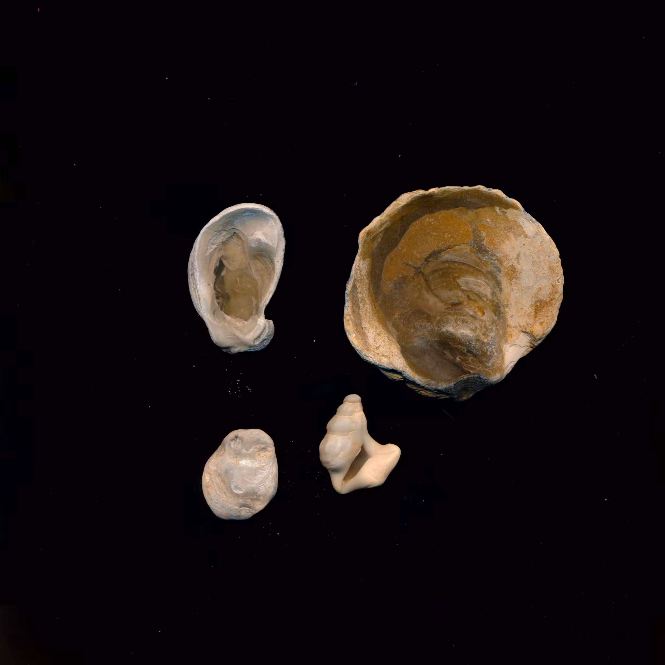 Cueillette de mer - I