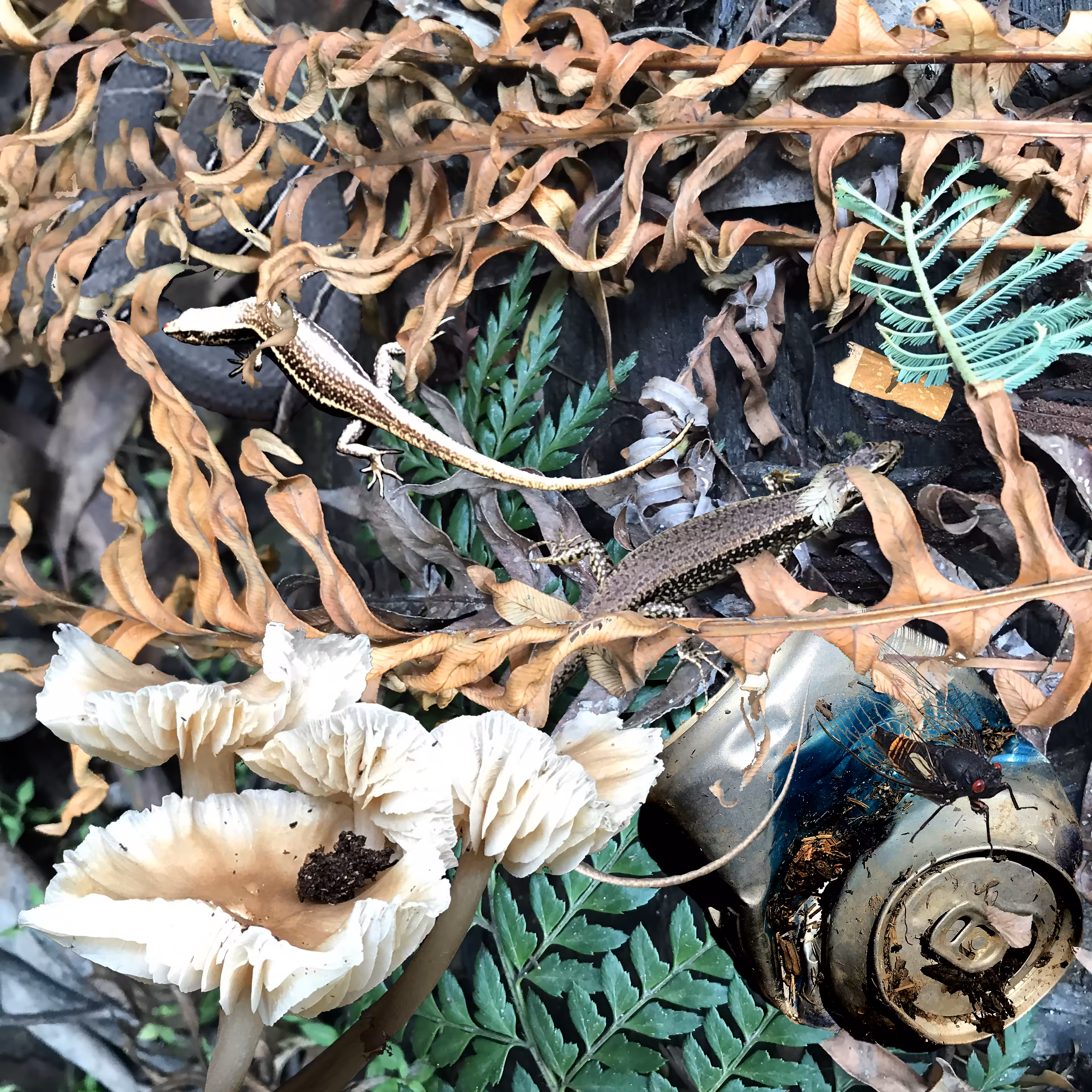 Forest Trash and Treasure #119