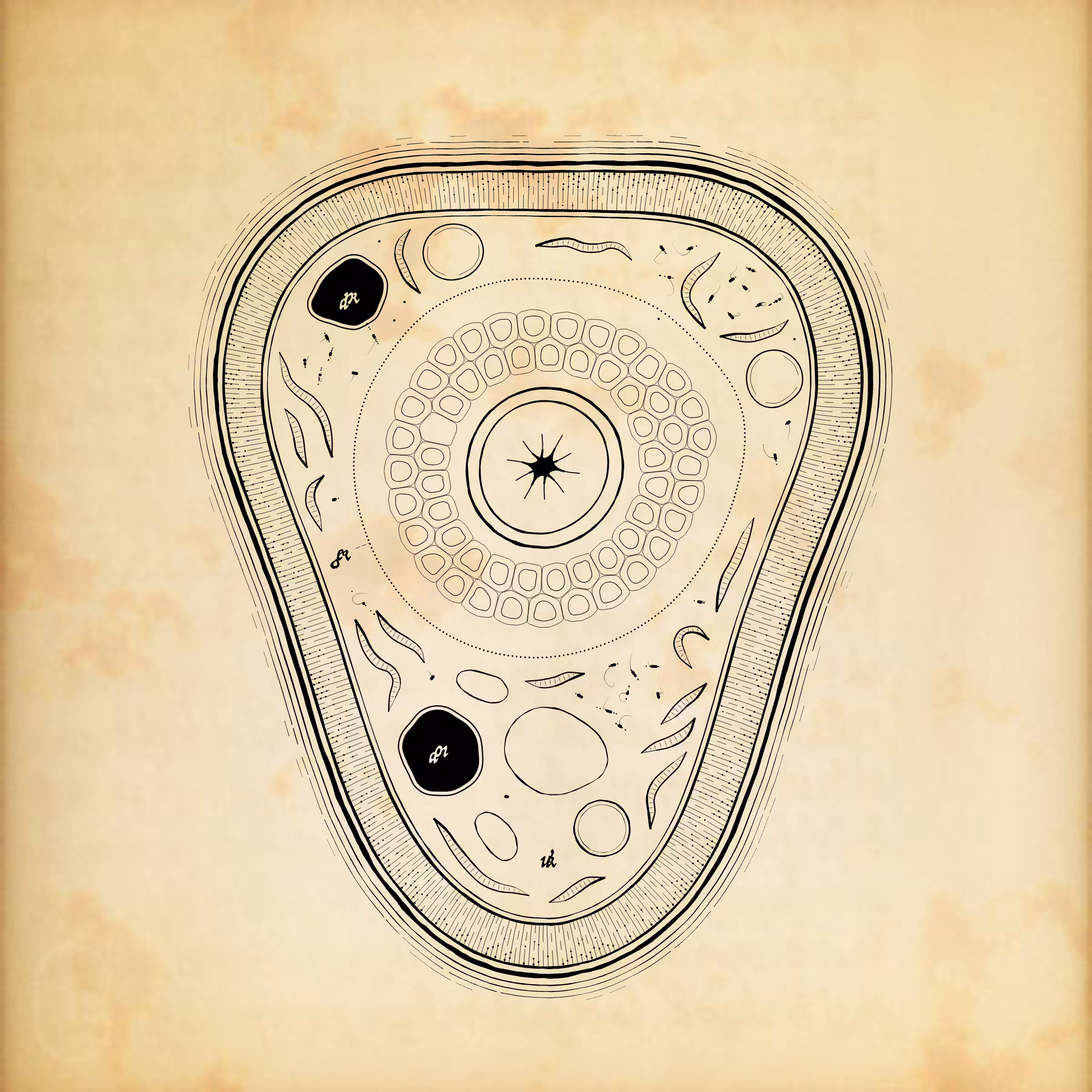 Cytographia #276