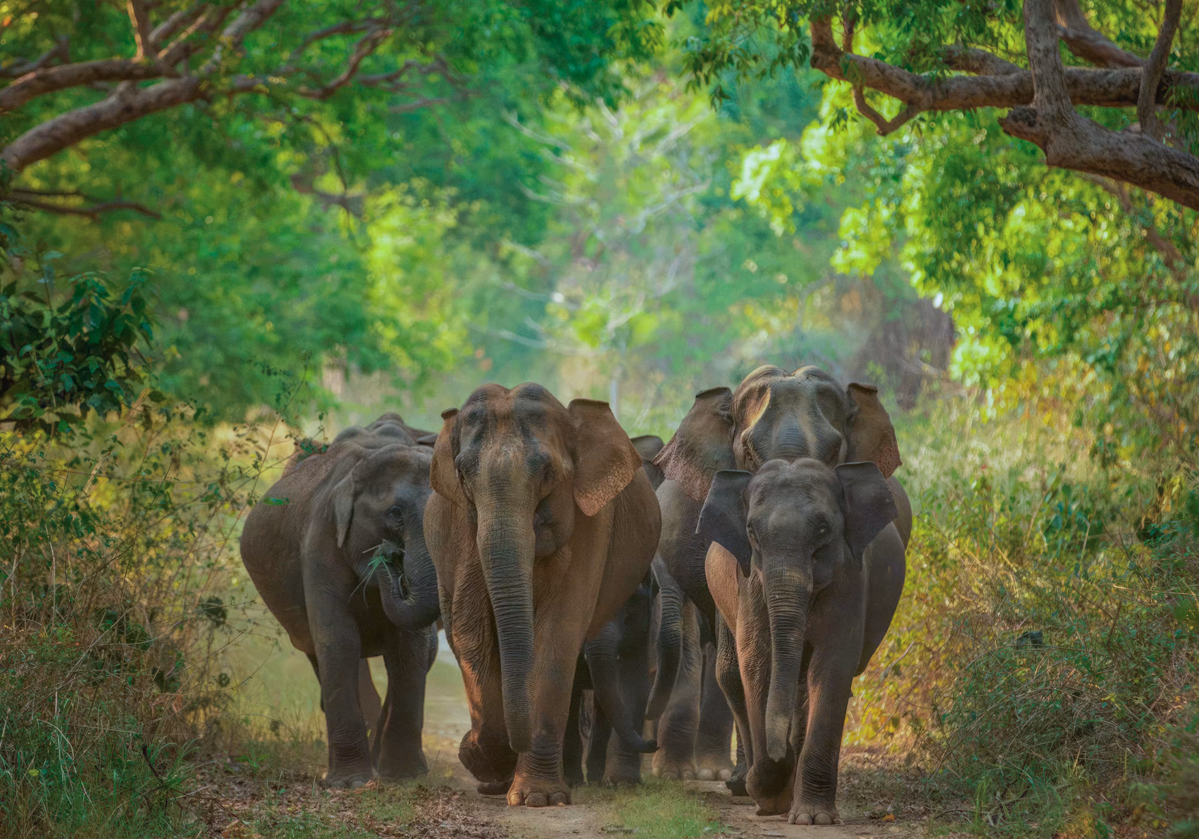 Matriarchal Family