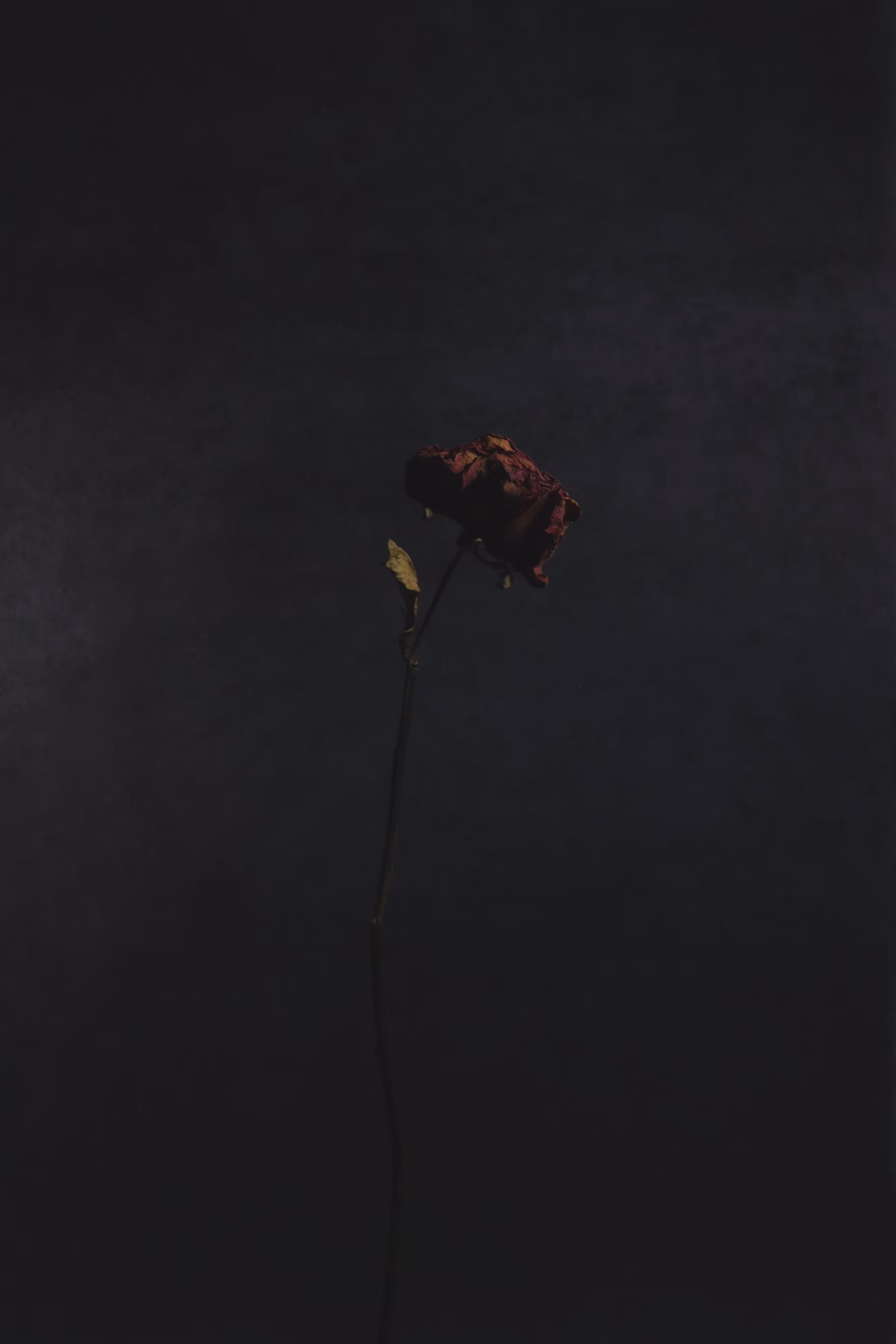 Portrait of The Deceased - hope