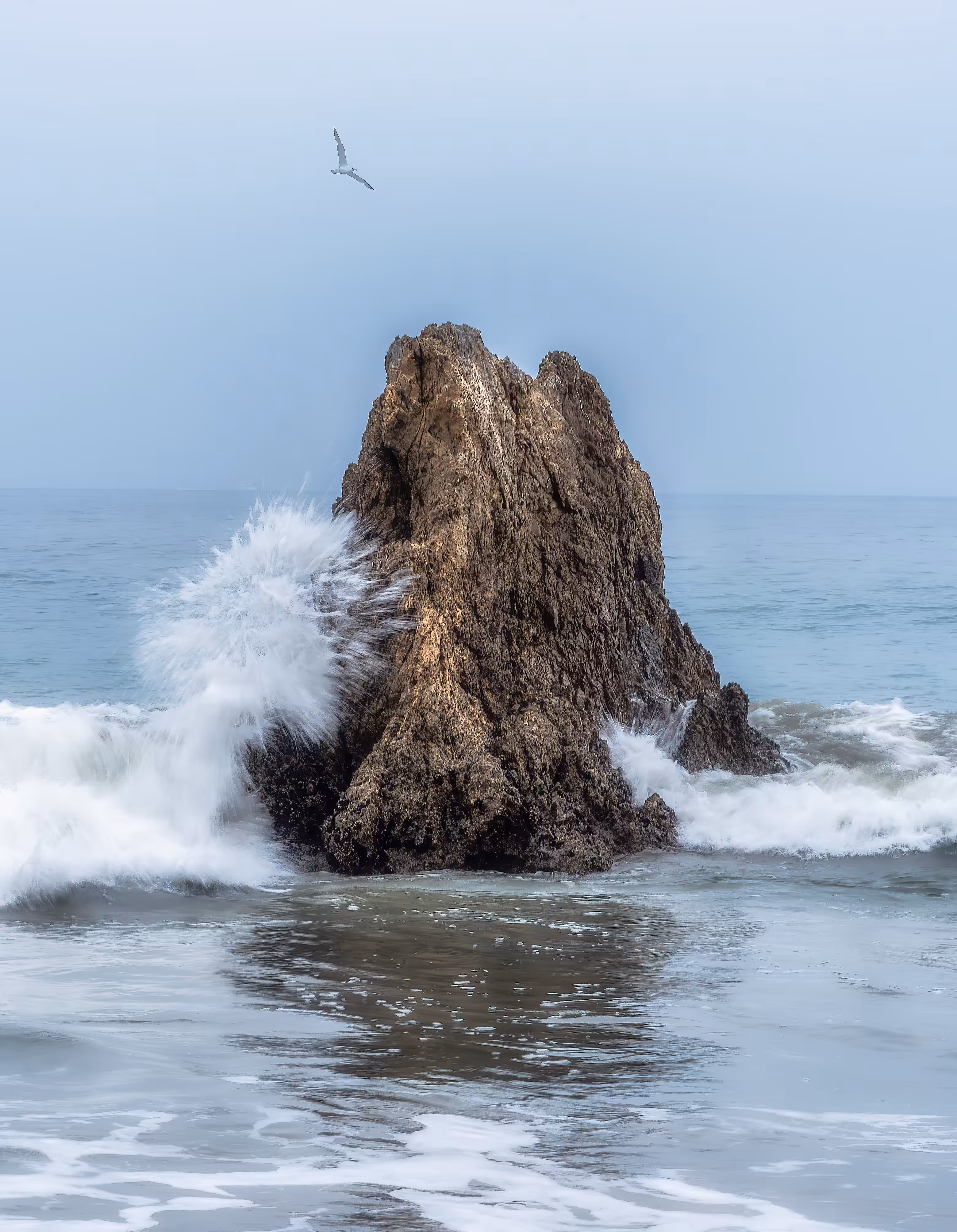 Seagull Blues