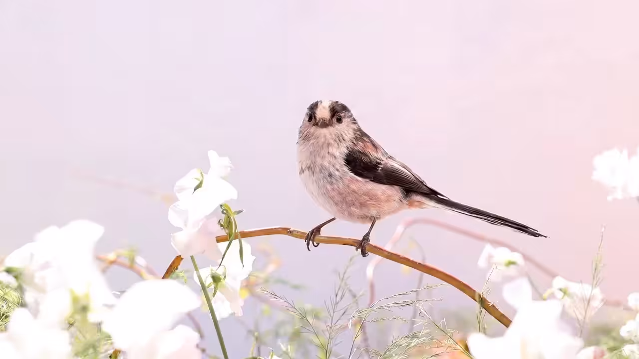 Birds Observations: Tassel, A Place Between