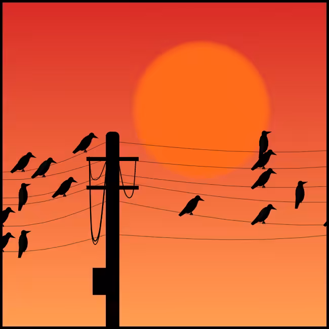 Crows #16