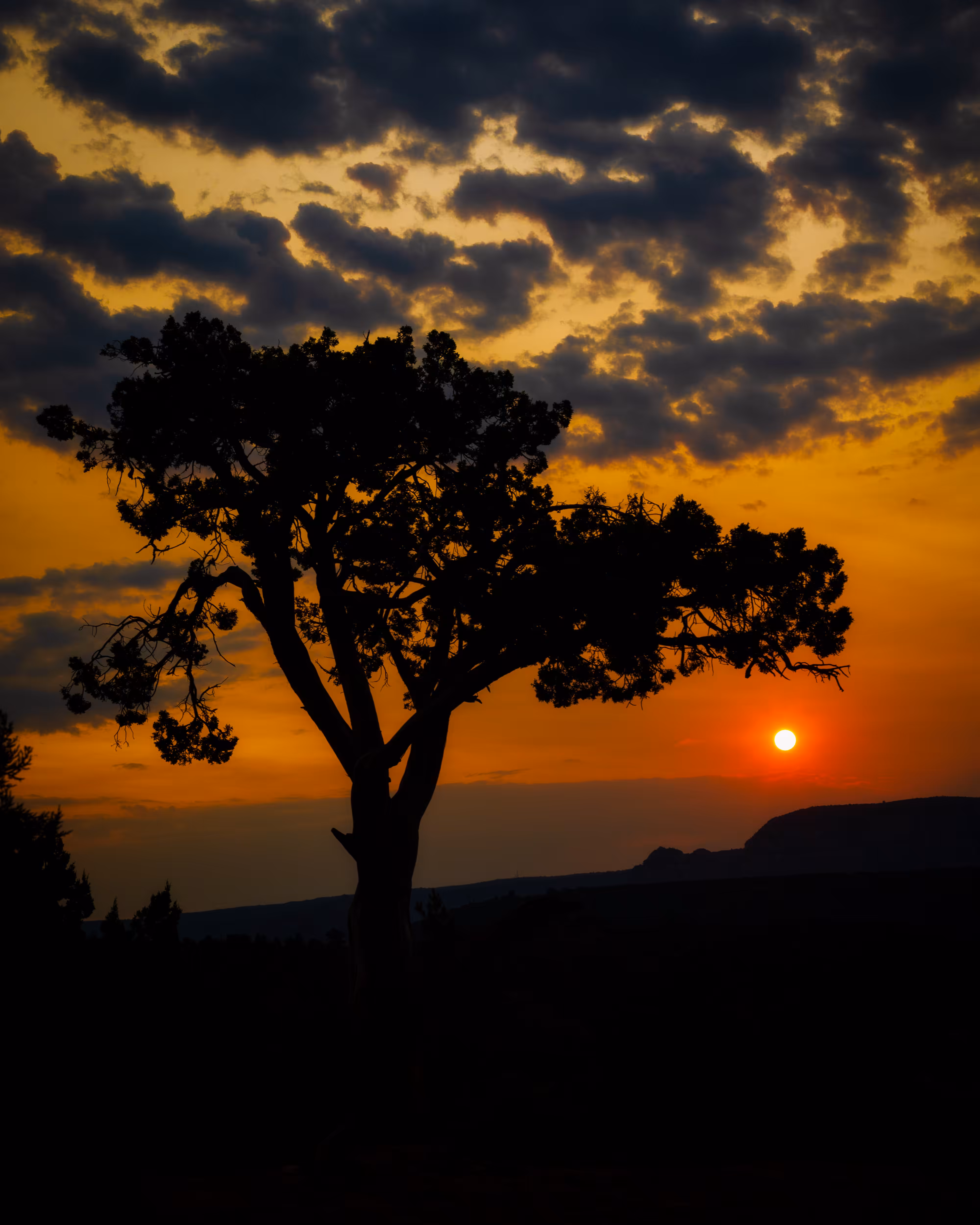 Wildfire Morning