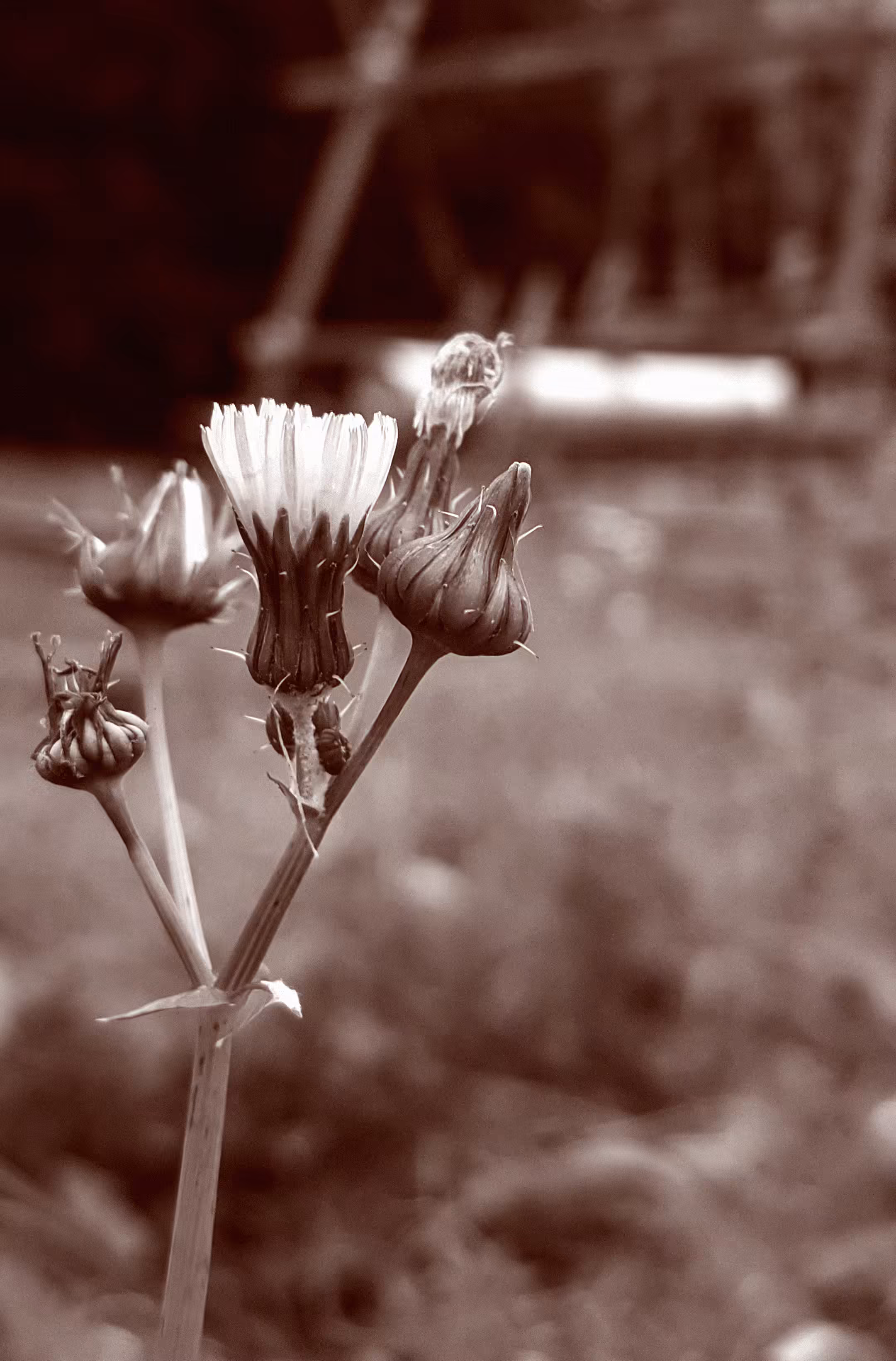 BnW or Colors