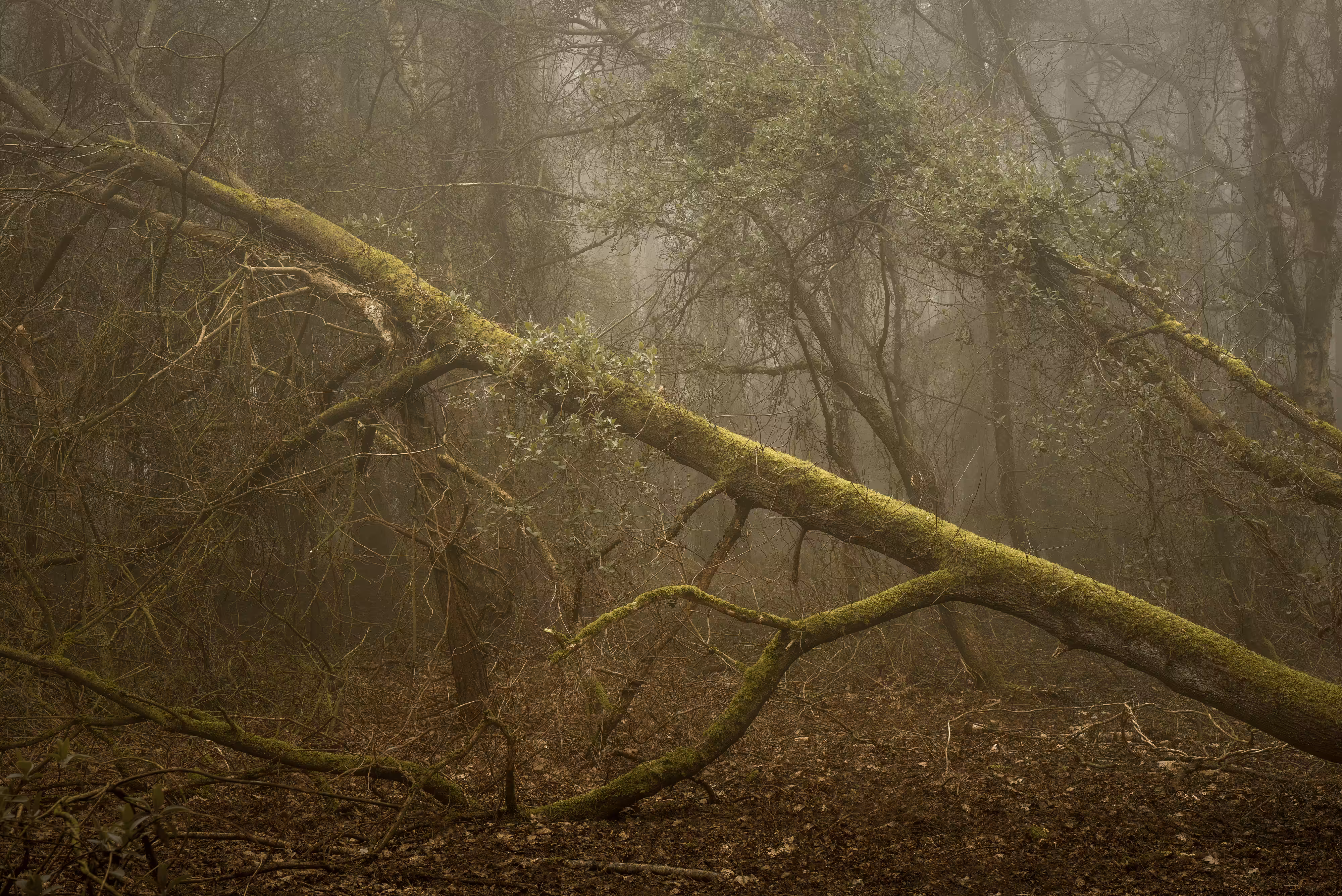Undergrowth #23 - Trenches
