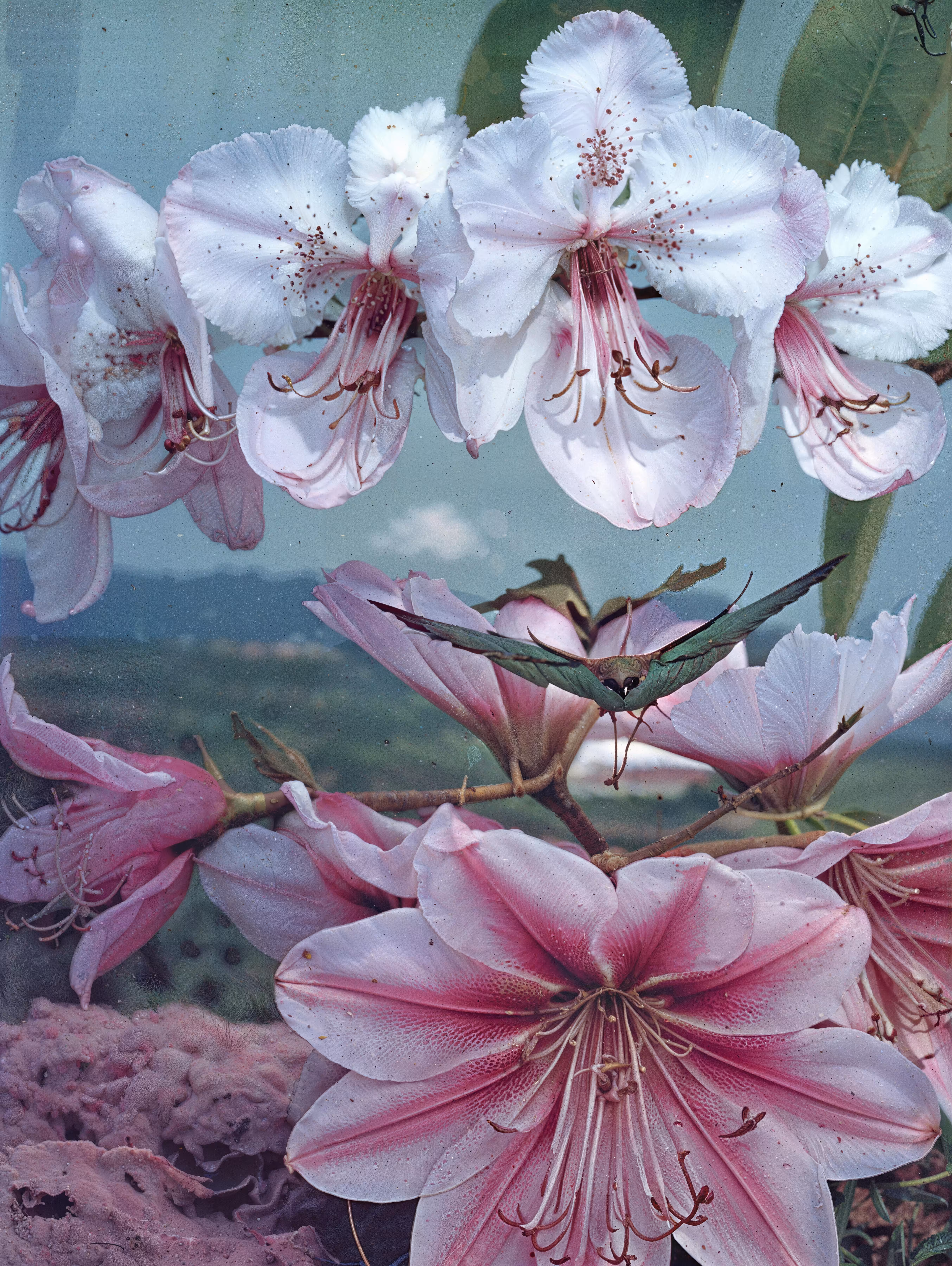 Empire: The Pink Lotus