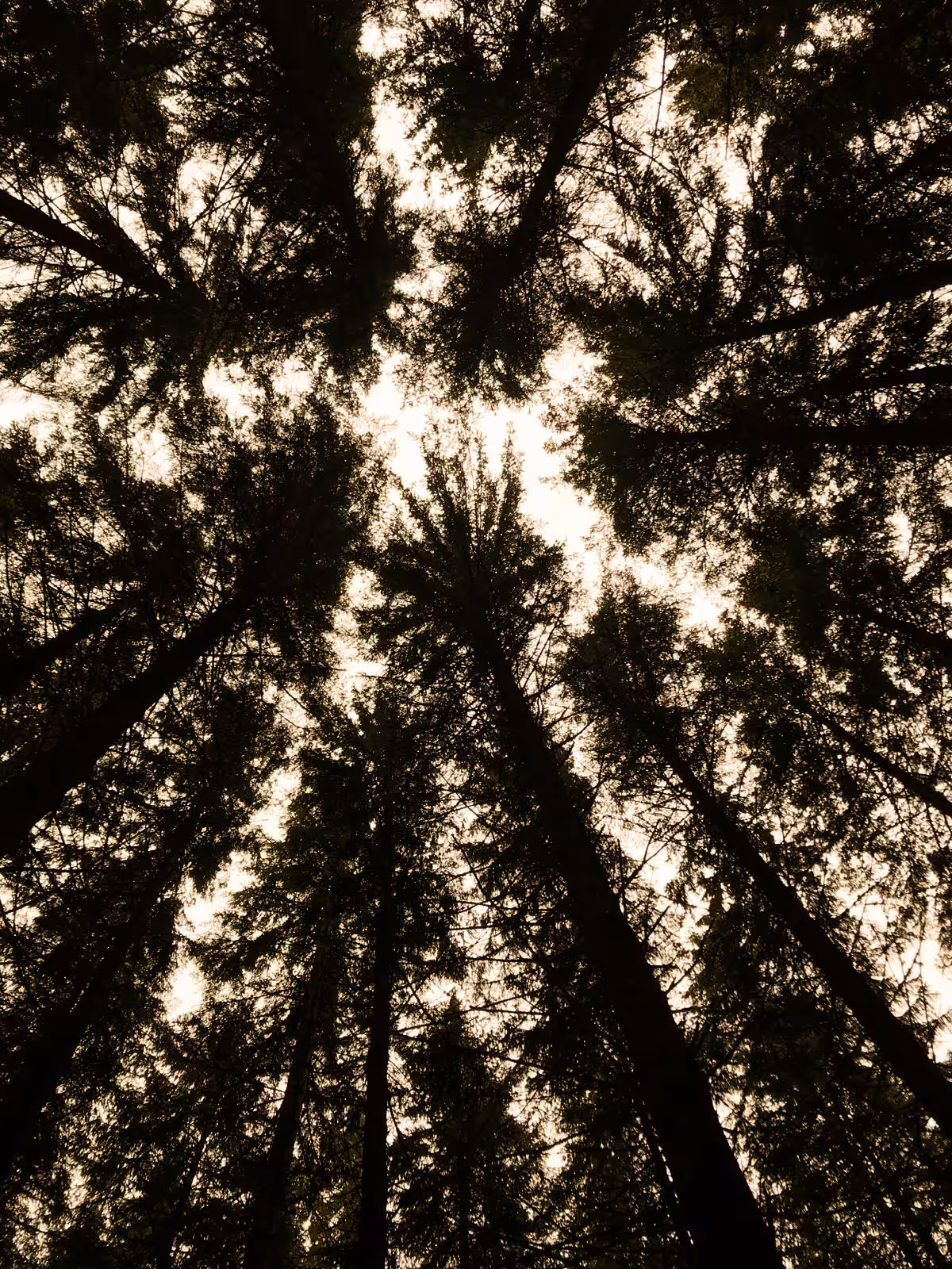 The forest's timeless serene