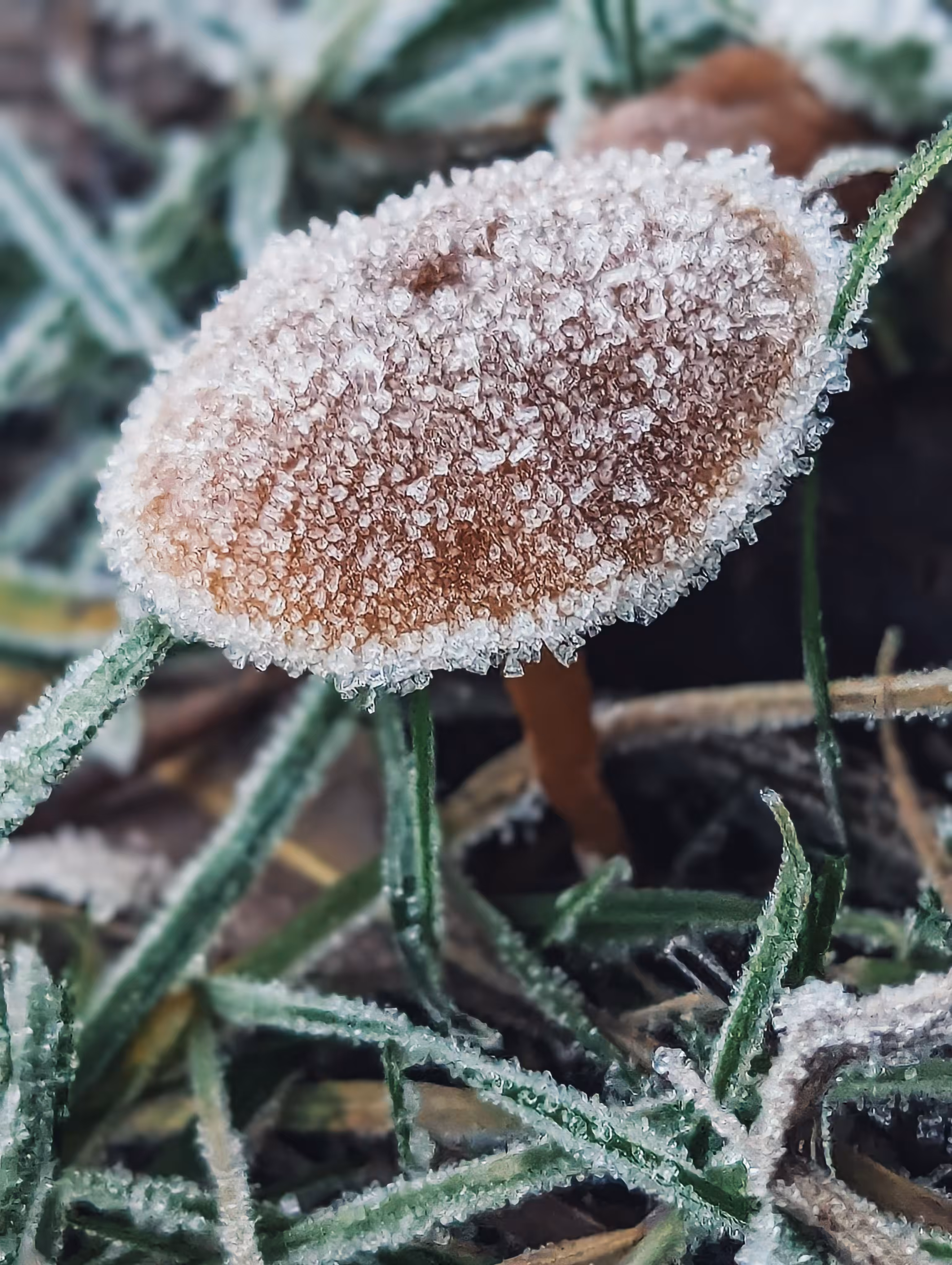 Luke_0x1 Photography : Glazed