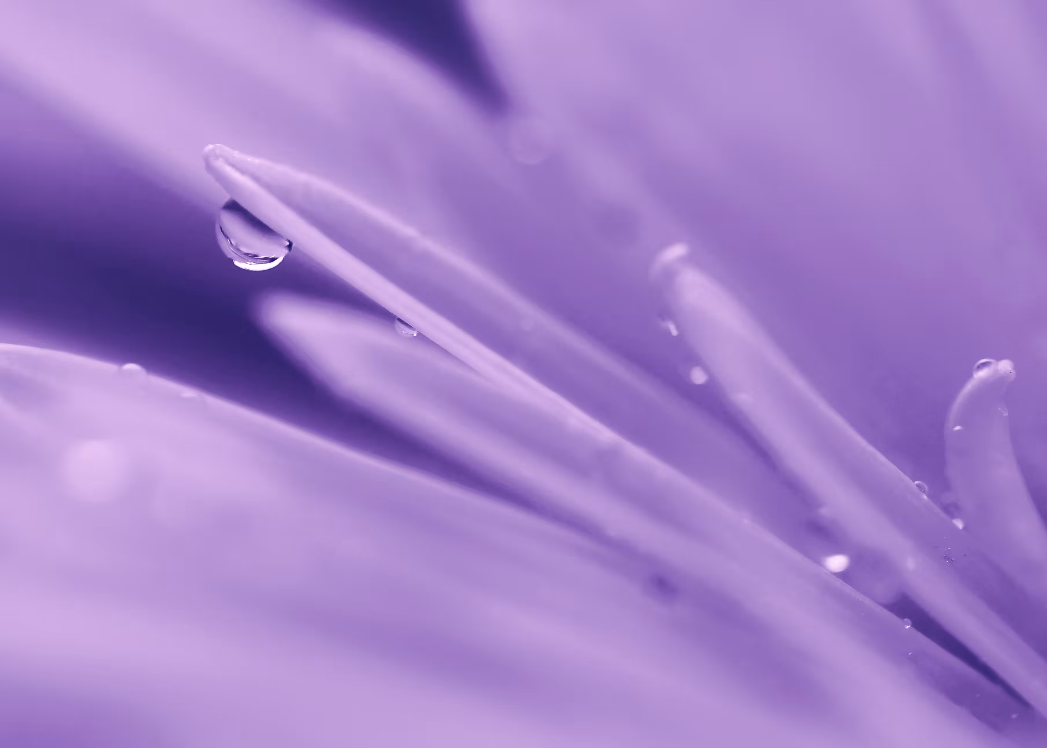 Flora 27